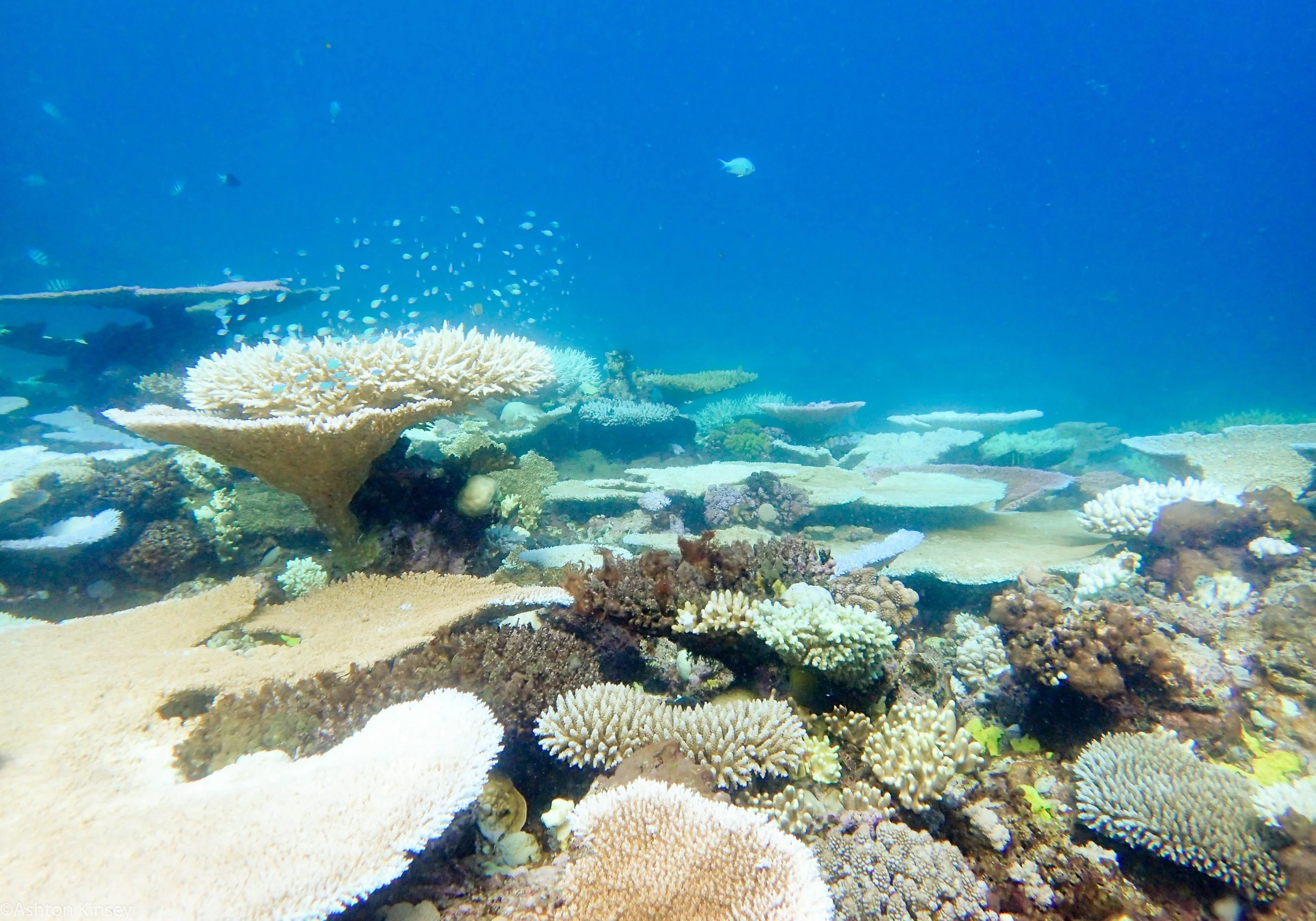 Dive 24 Trolley Shoals Corals-2.jpg