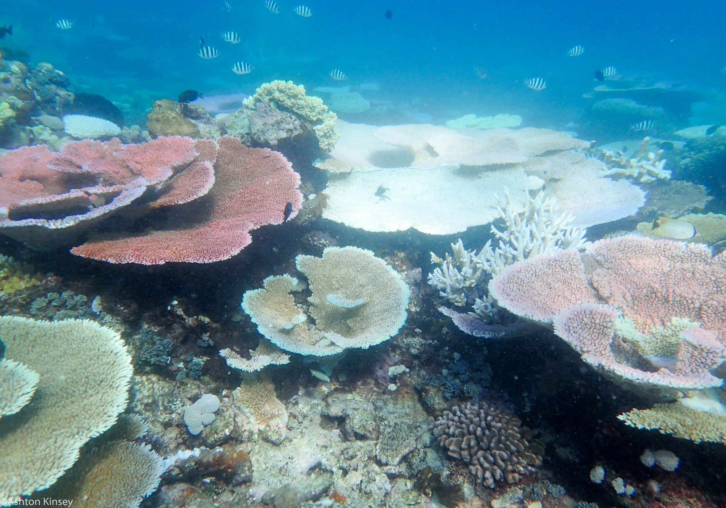 Dive 24 Trolley Shoals Corals.jpg