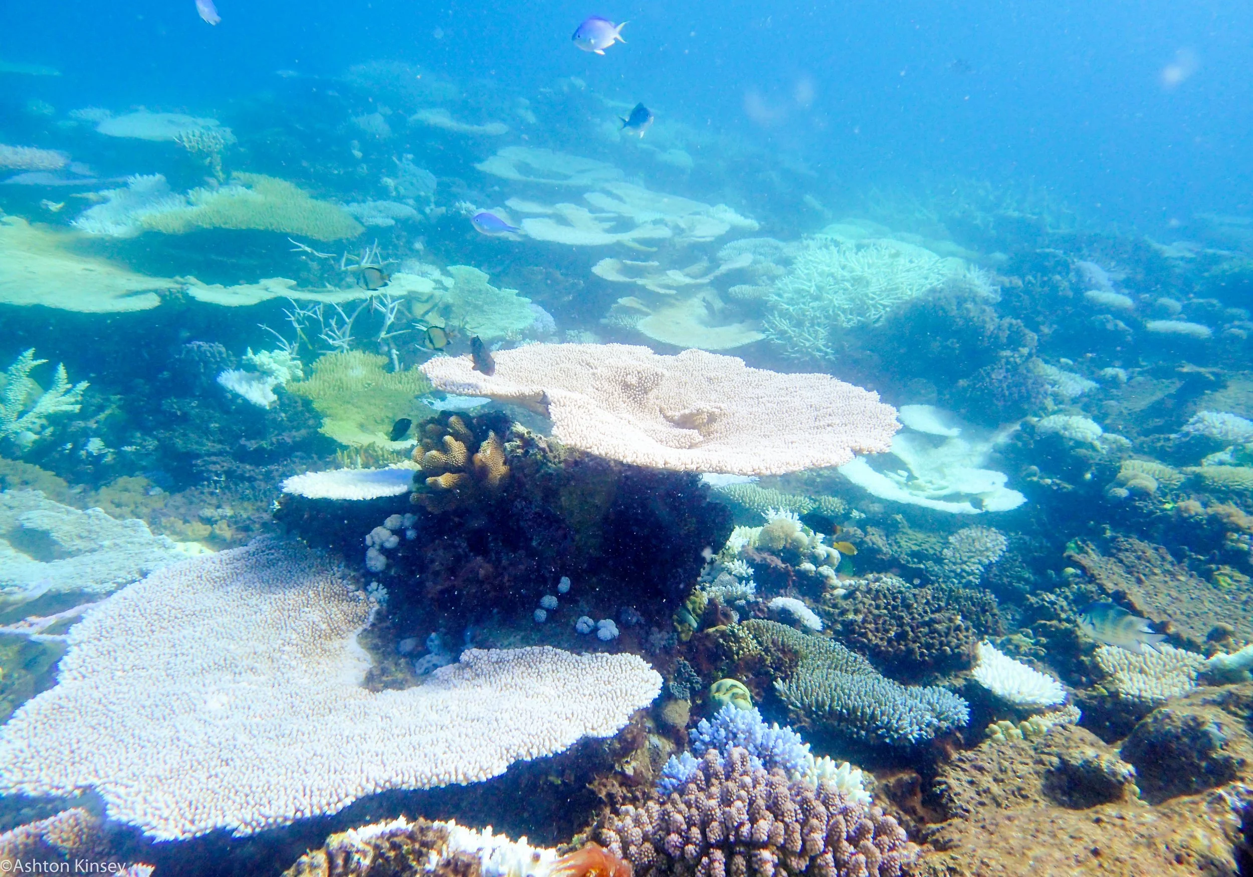 Dive 24 Trolley Shoals Corals-3.jpg