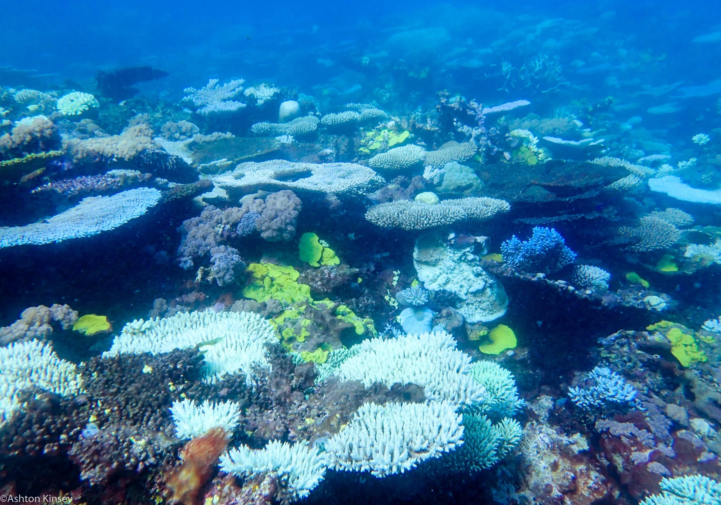 Dive 24 Trolley Shoals Corals-4.jpg