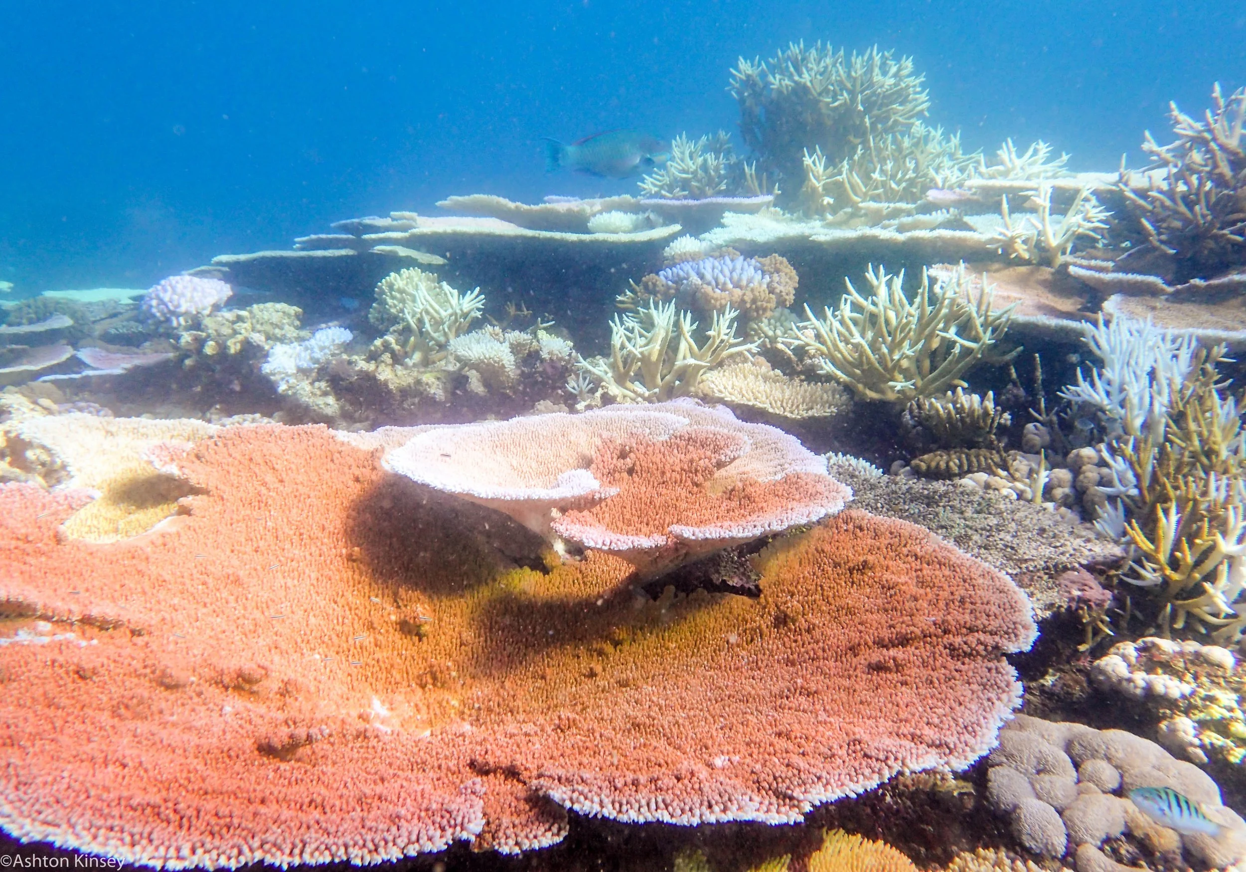 Dive 24 Trolley Shoals Corals-5.jpg