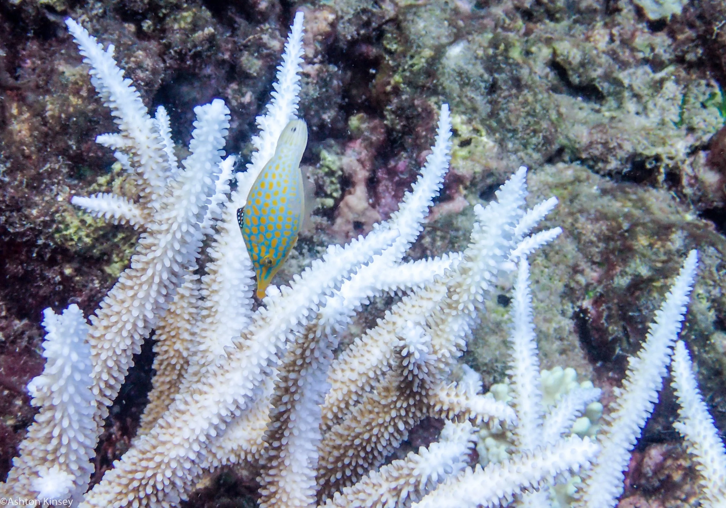 Dive 24 Trolley Shoals Orange Spotted File fish.jpg