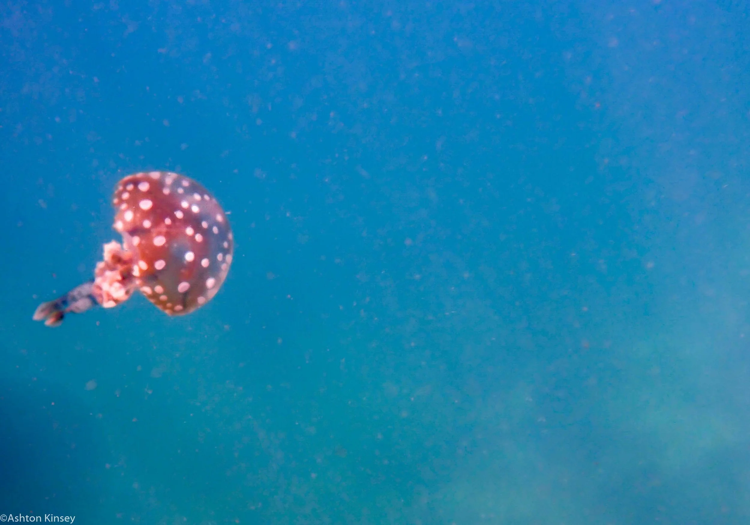 Bahura North Jelly Dive 11.jpg