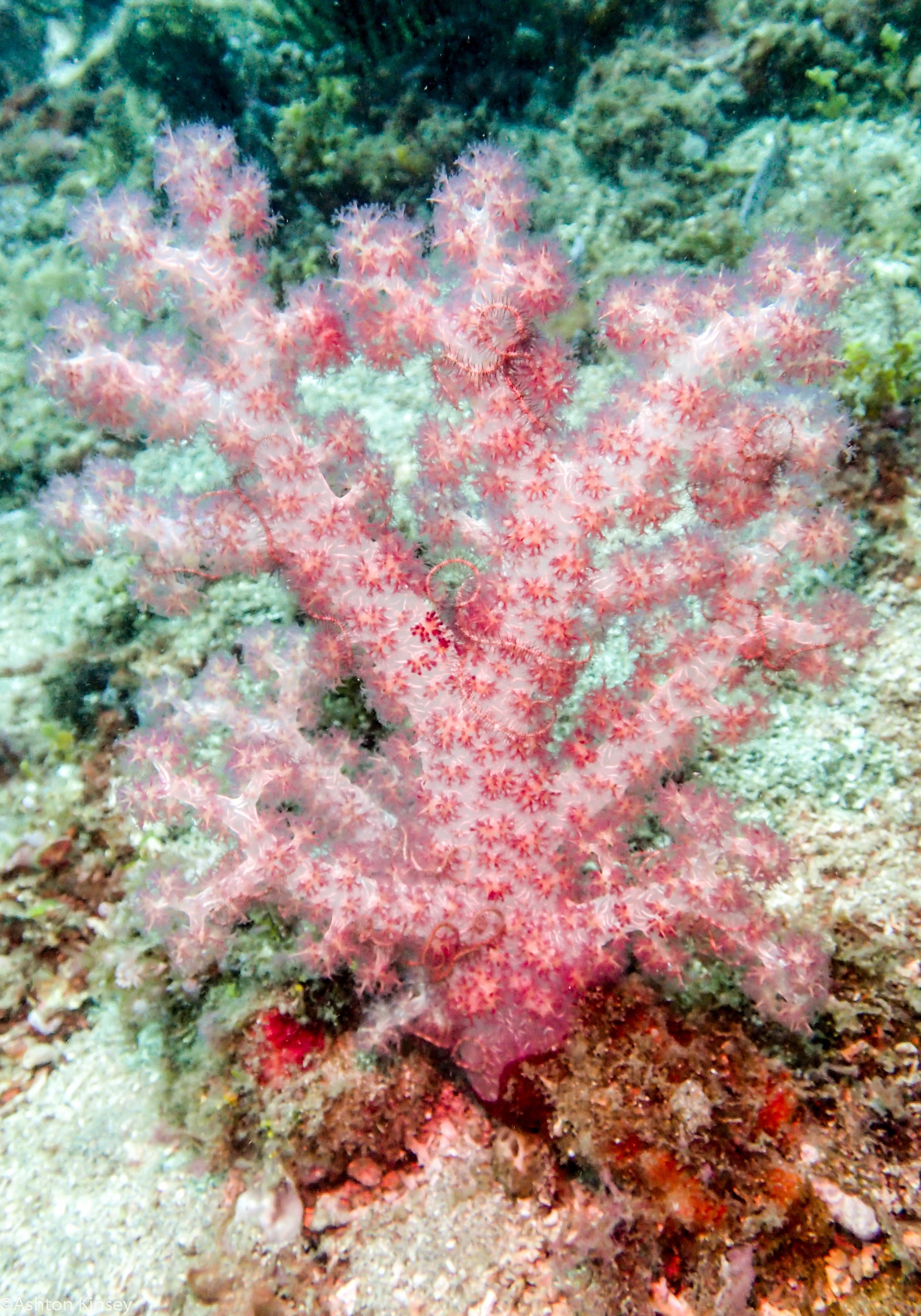 Bahura North Carnation Coral Dive 11.jpg