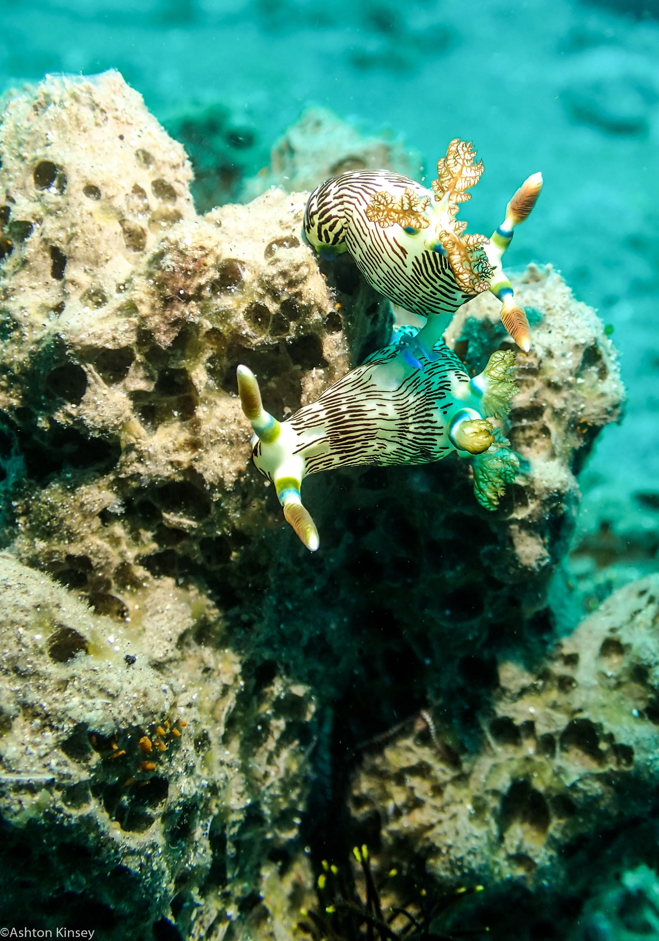Bahura North Nembrotha lineolatata Dive 11.jpg