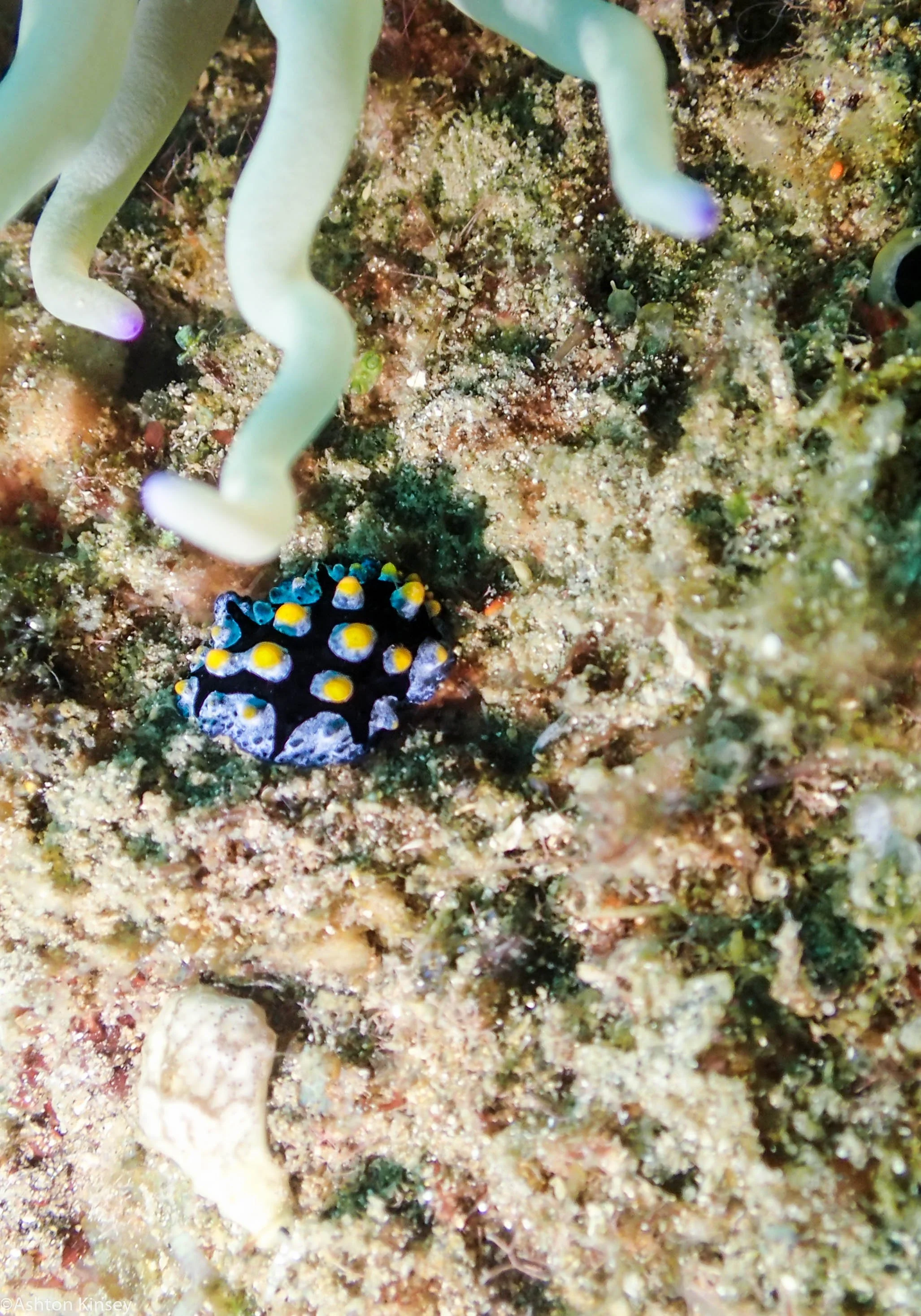 Bahura North Phyllidella picta Dive 11.jpg