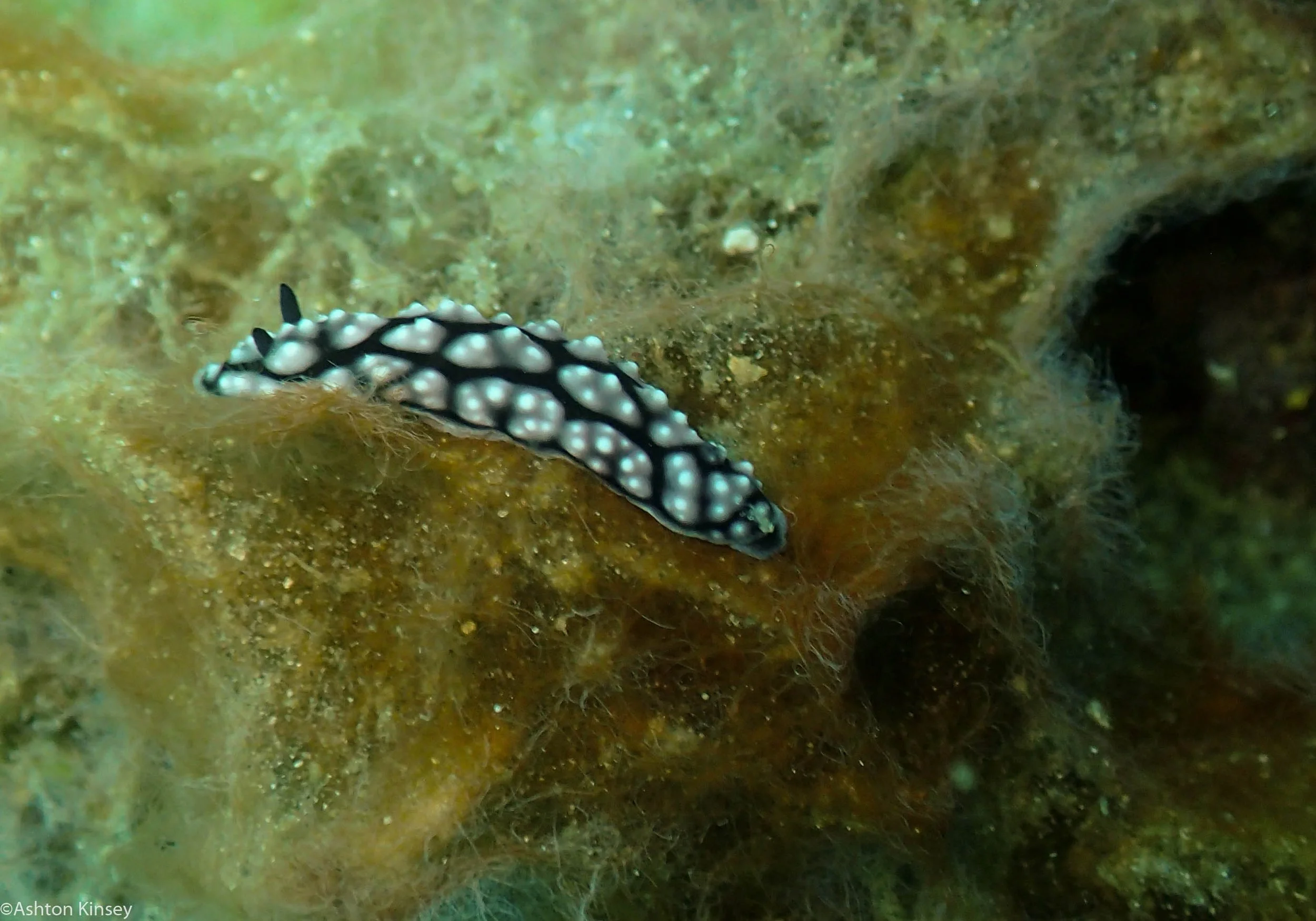 Bahura North Phyllidiella pustulosa Dive 11.jpg