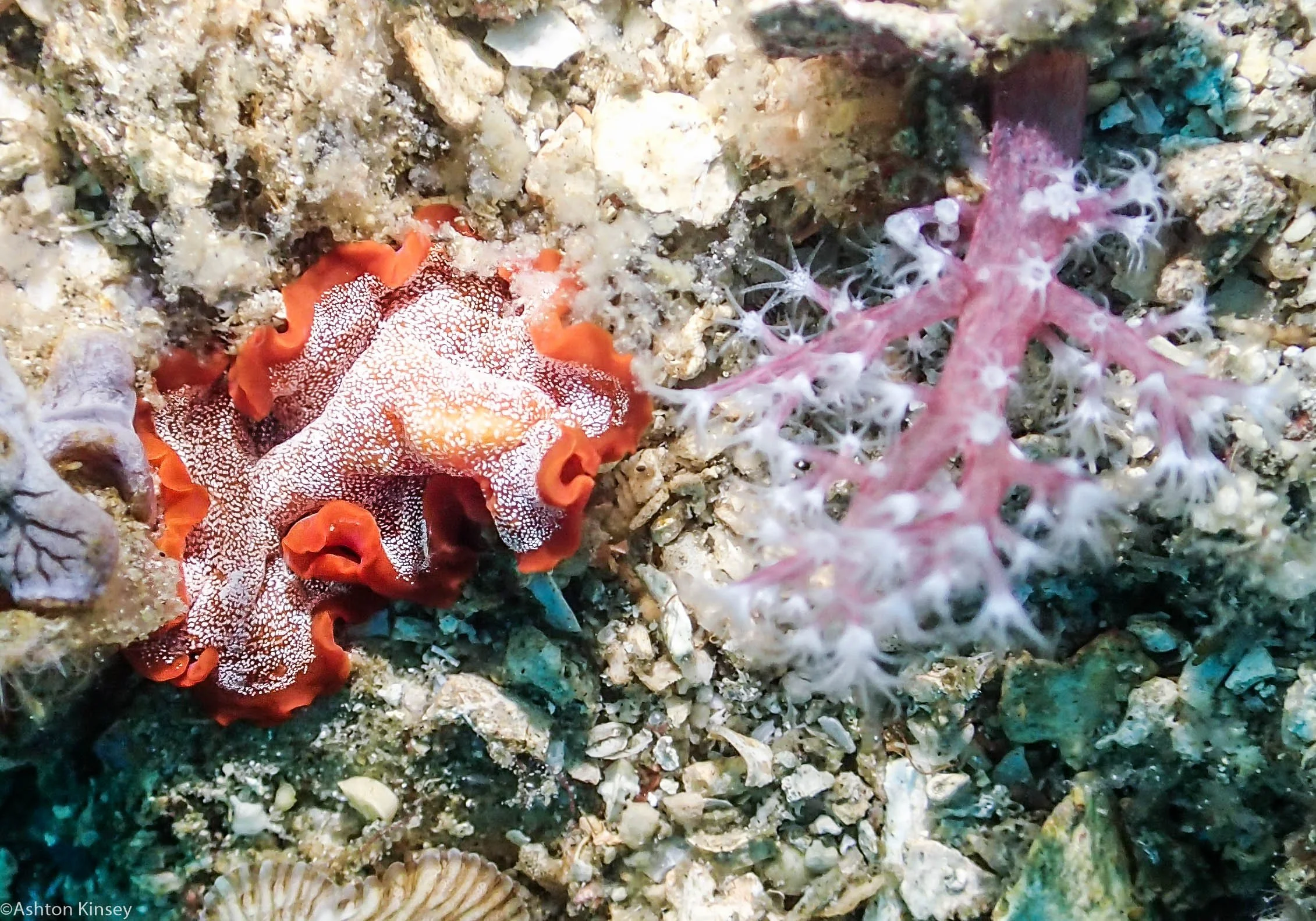 Bahura North Red Flatworm Dive 11.jpg