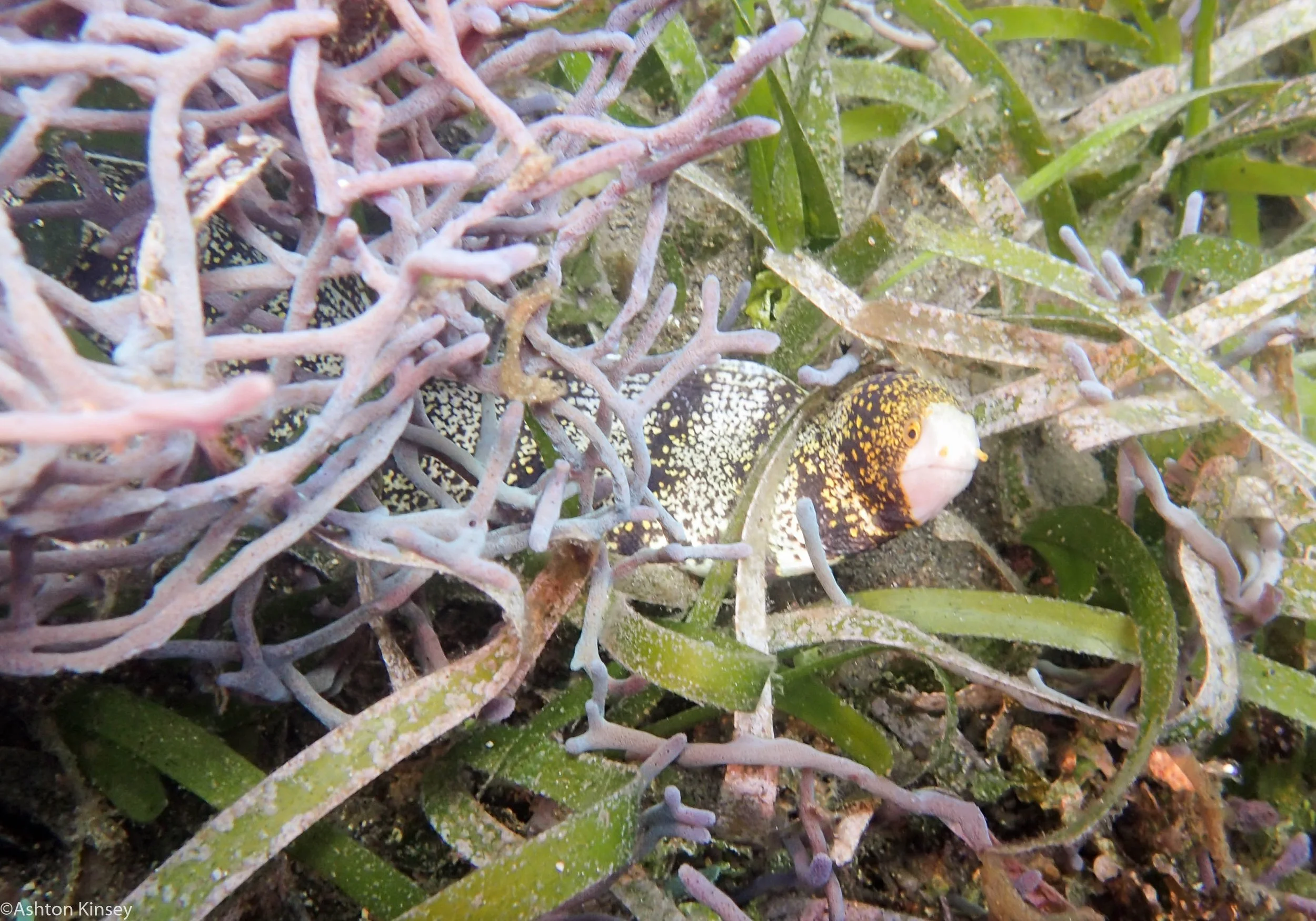 Bahura North Snowflake Eel Dive 11.jpg