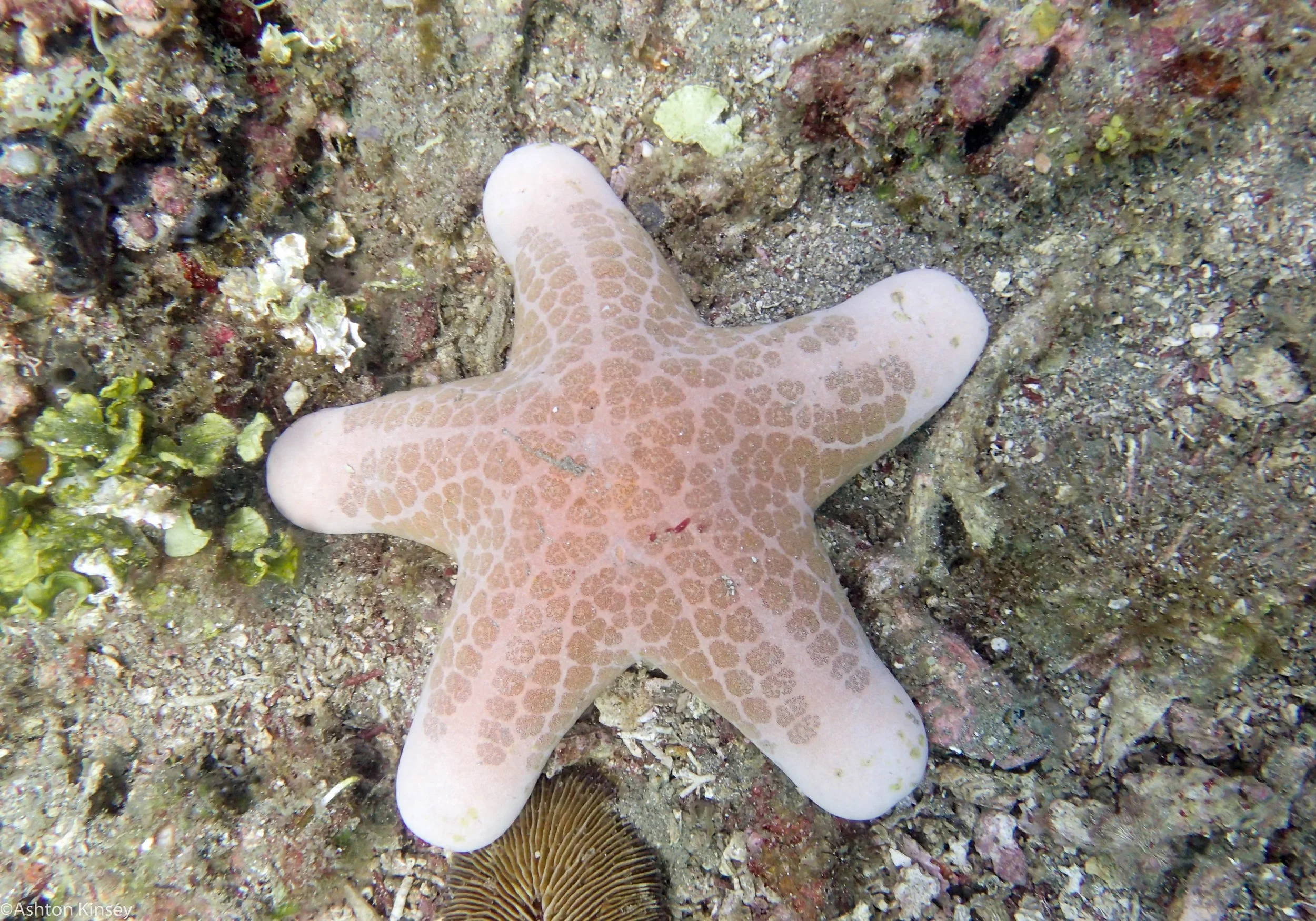 Bahura North Starfish Dive 11.jpg