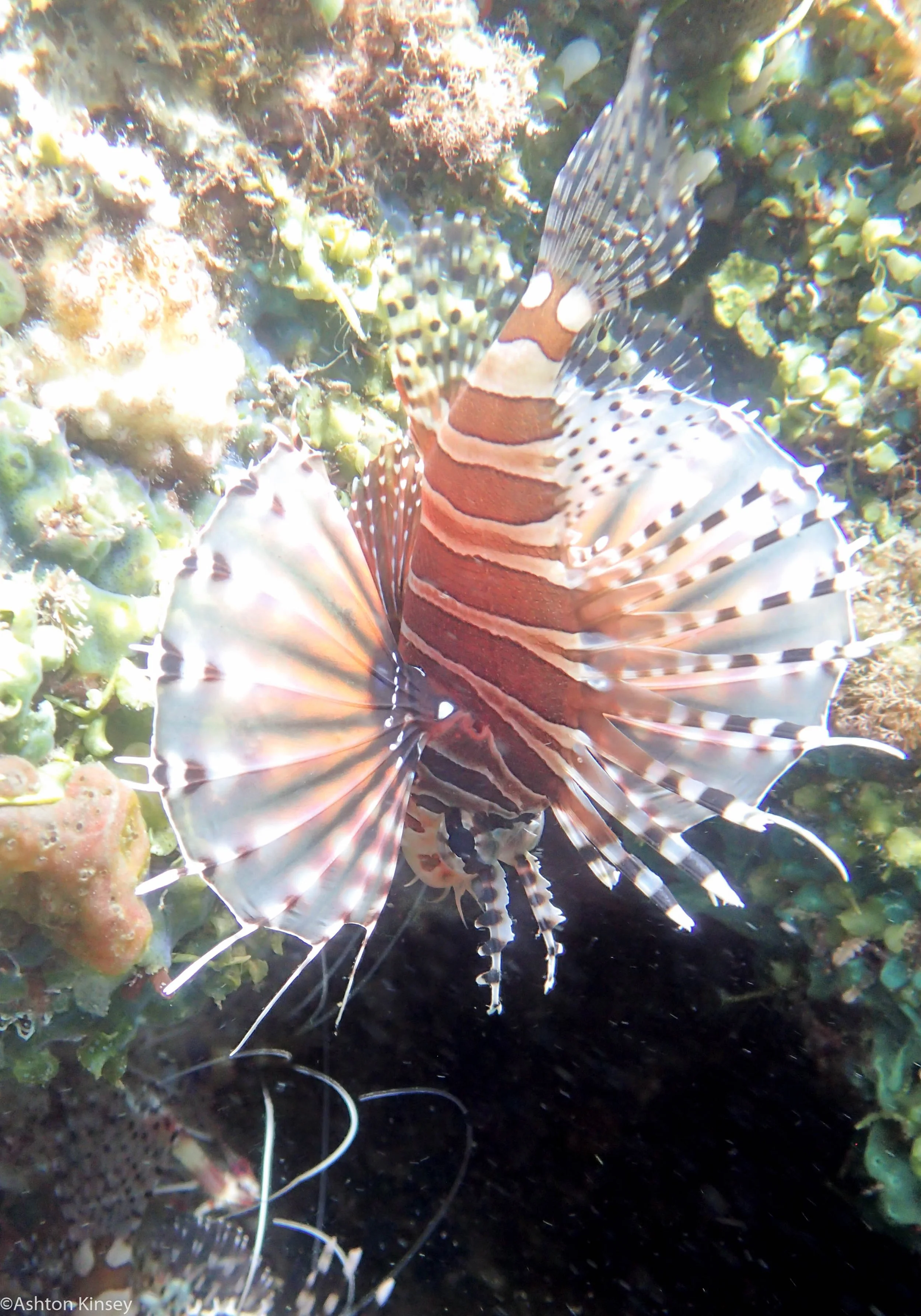 Bahura North Zebra Lionfish Dive 11.jpg