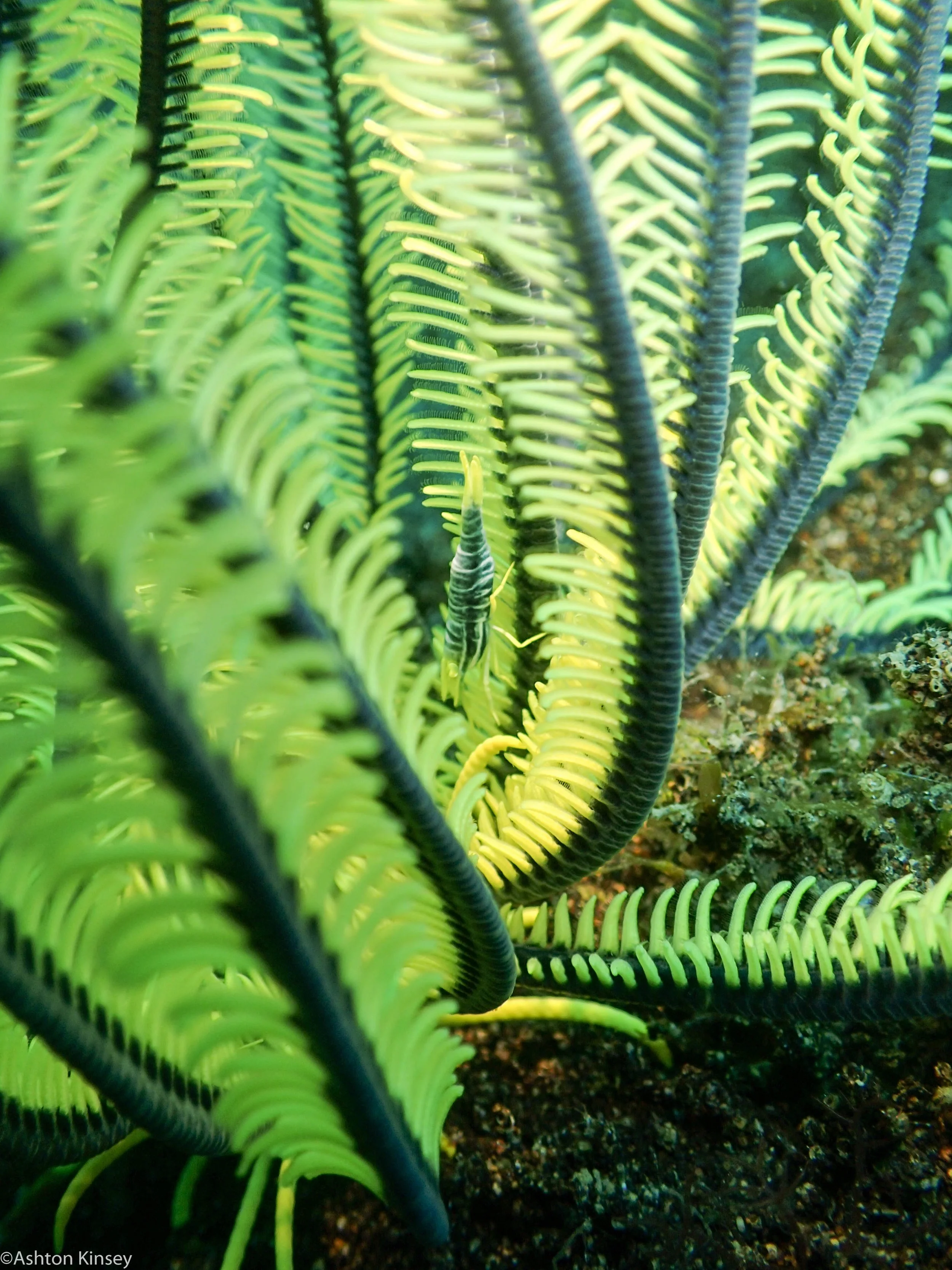Car Wrecks Feather star and crinoid Dive 20.jpg