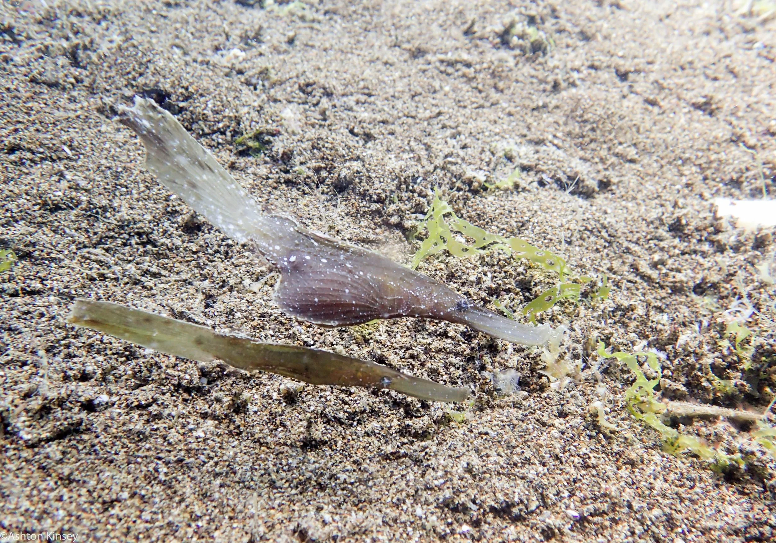 Car Wrecks Robust ghost pipefish Dive 20.jpg
