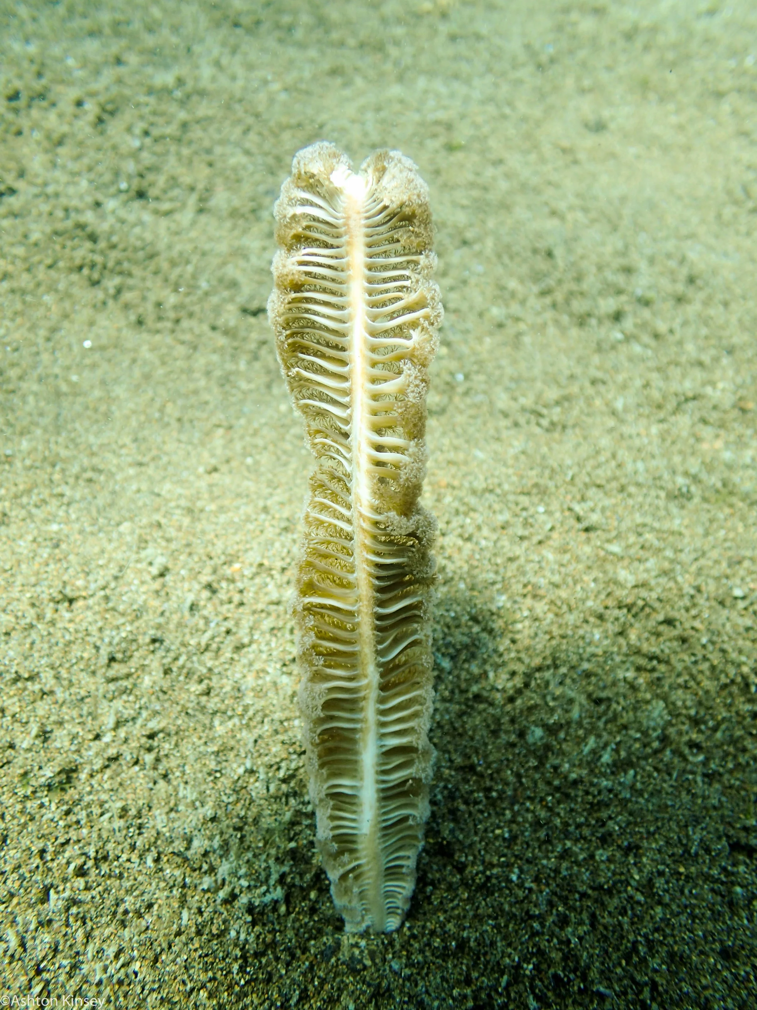 Car Wrecks Sea Pen Dive 20.jpg