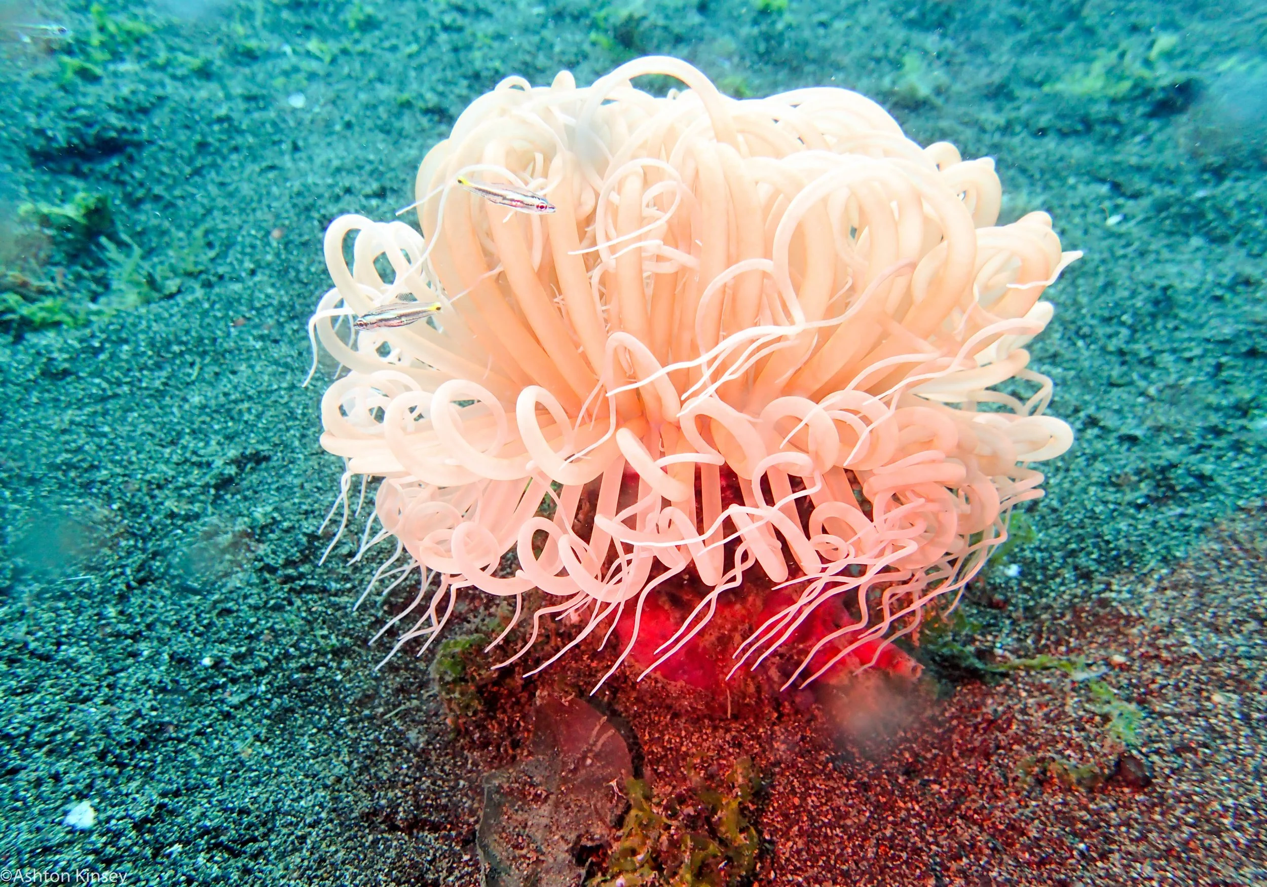Car Wrecks Tube Nem Dive 20.jpg