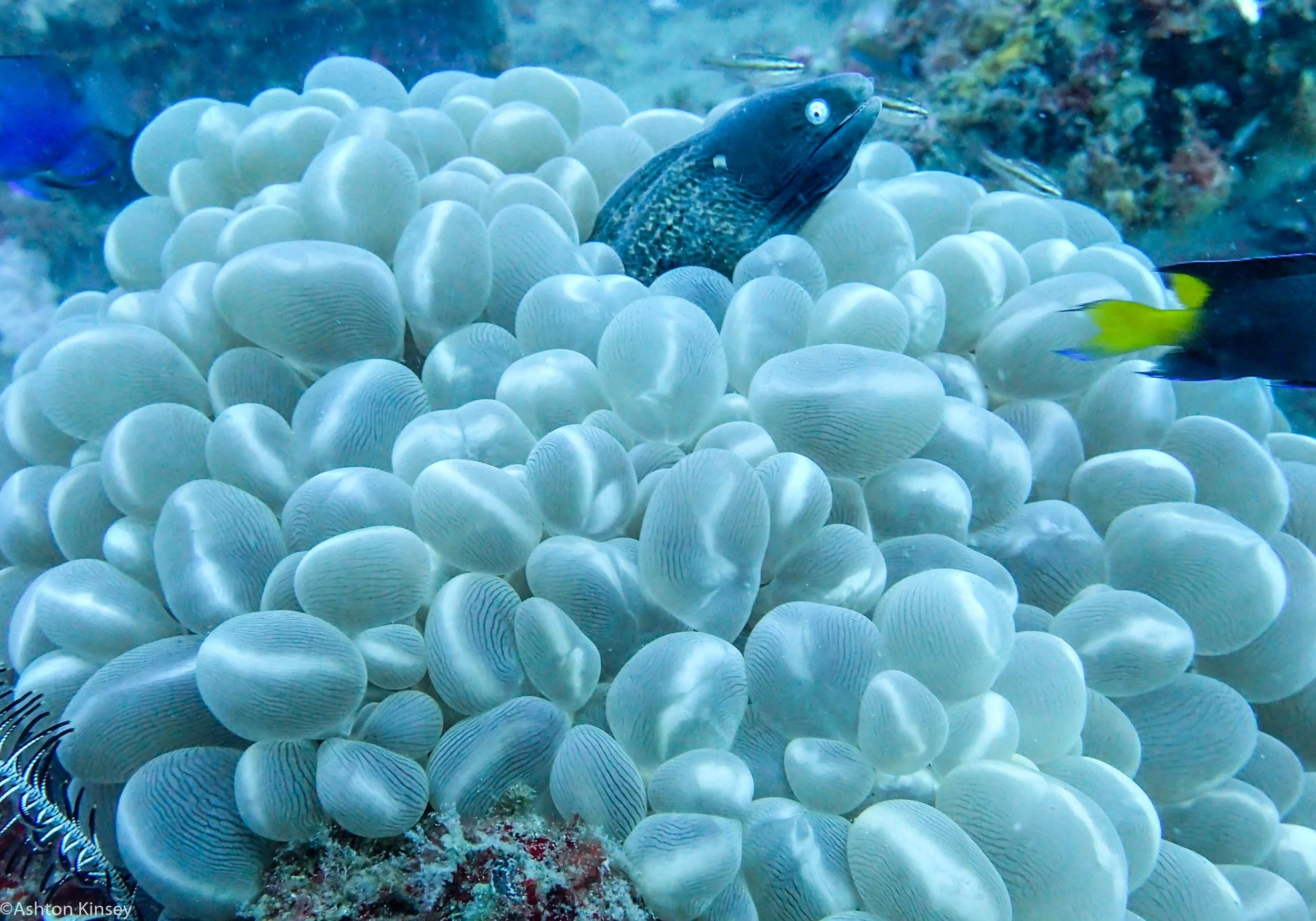 Car Wrecks White Eyed Moray Dive 20.jpg