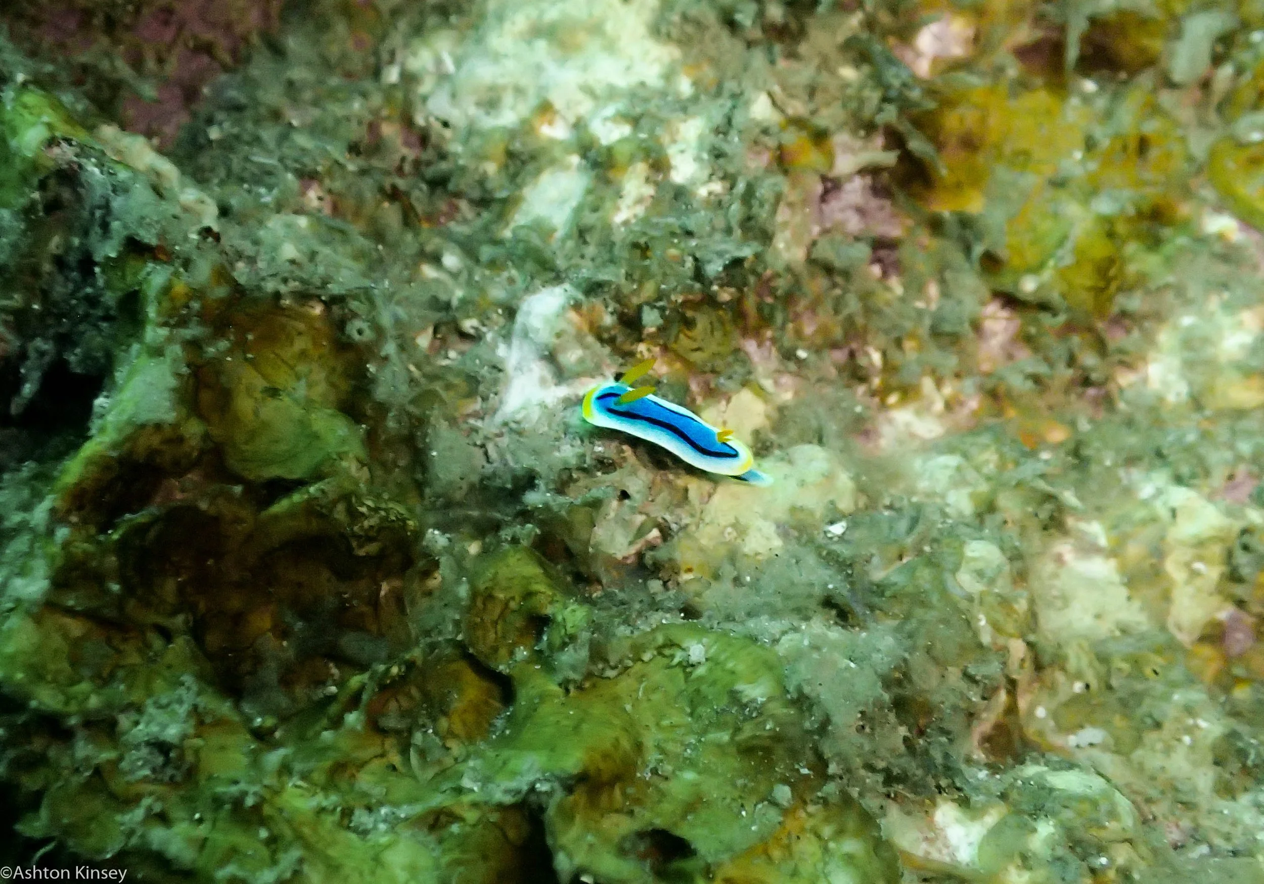 Daurin North Chromodoris annae Dive 5.jpg