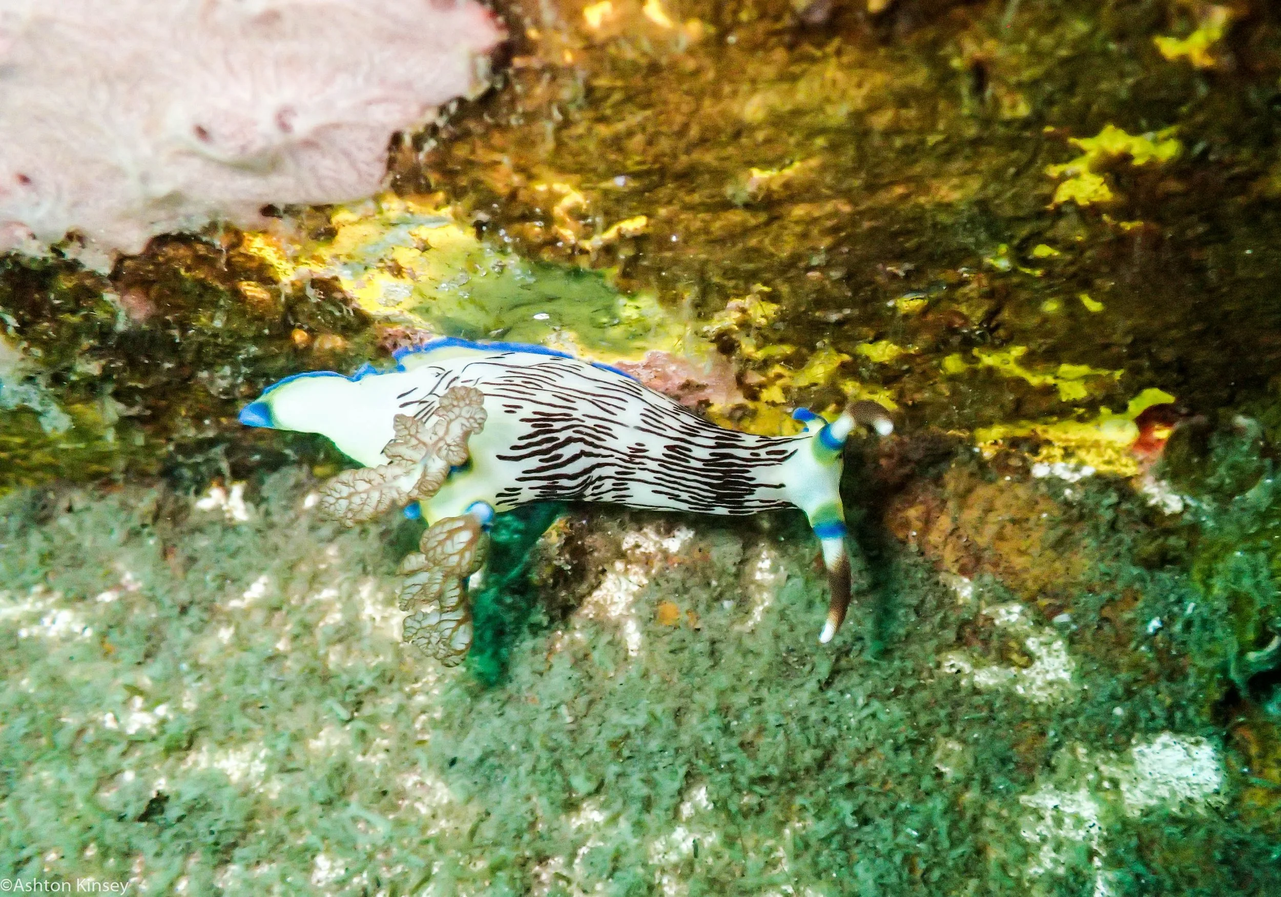 Daurin North Nembrotha lineolata Dive 5.jpg