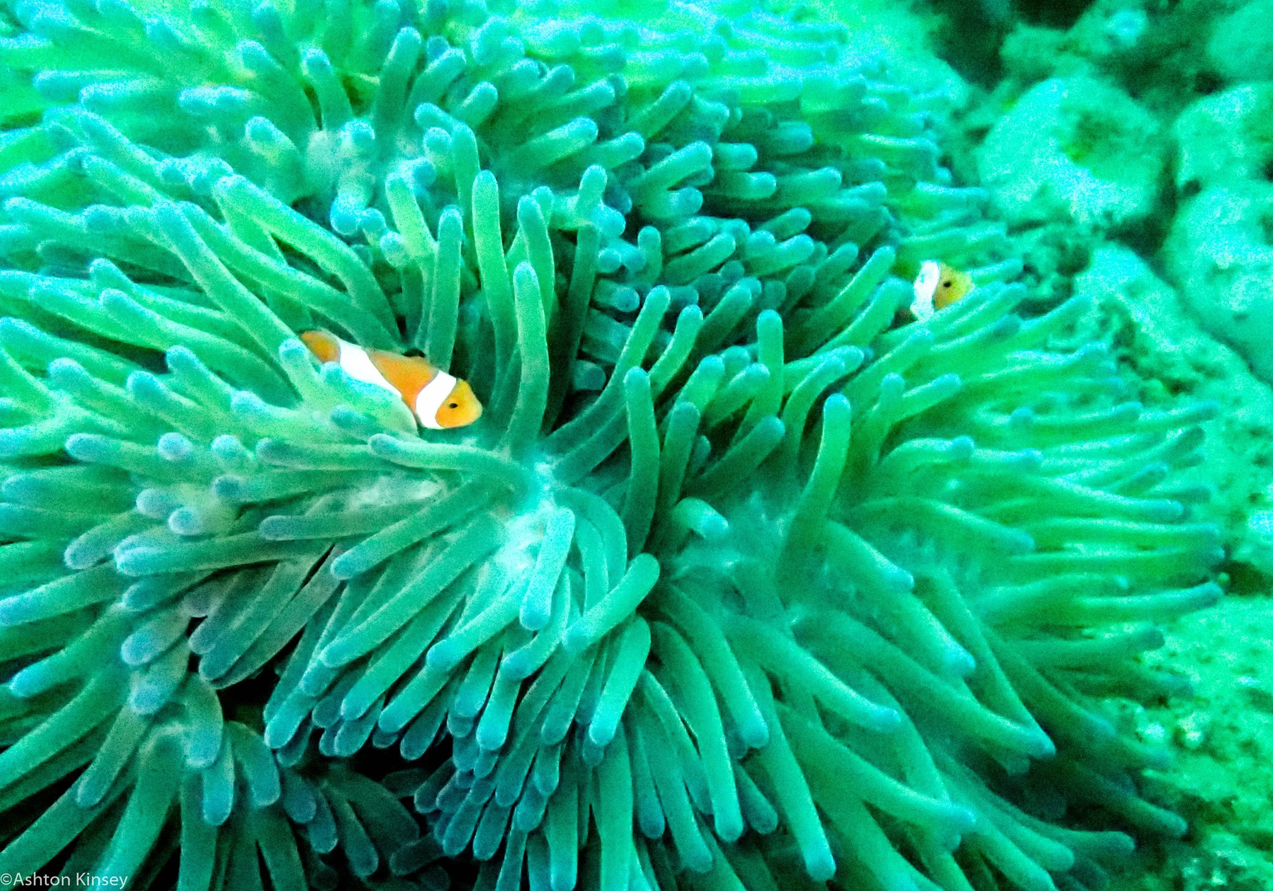 Daurin North Not Nemo Dive 5.jpg