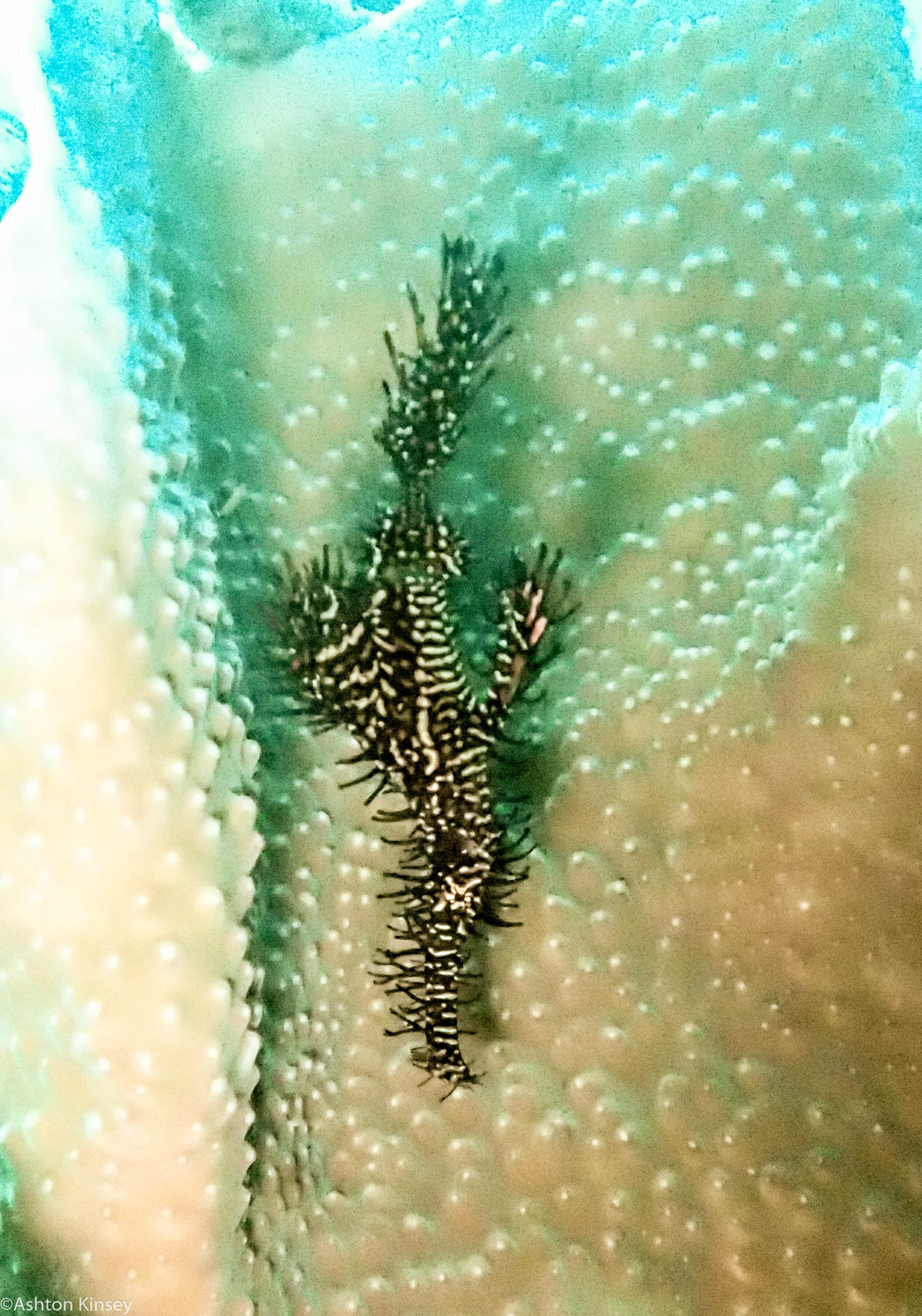 Daurin North Ornate Ghost Pipefish Dive 5.jpg