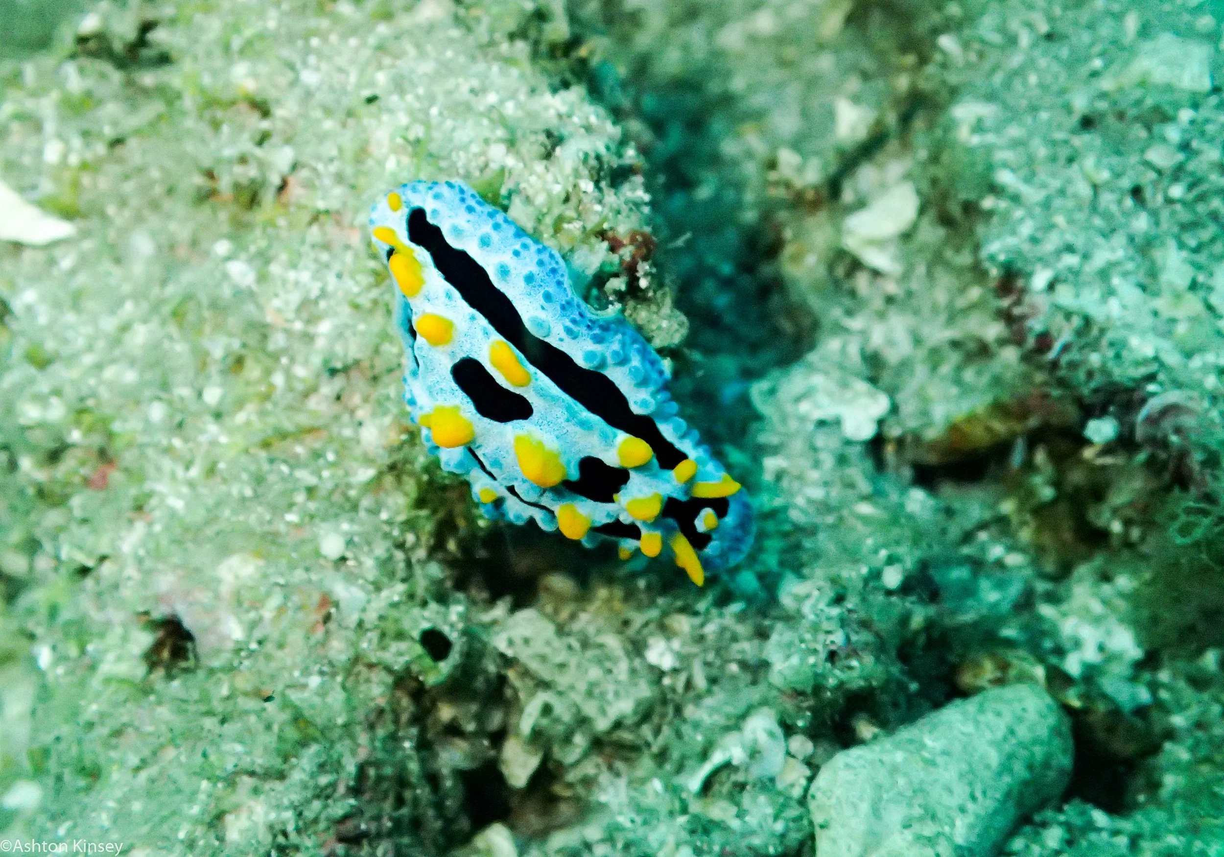 Daurin North Phyllidia coelestis Dive 5.jpg