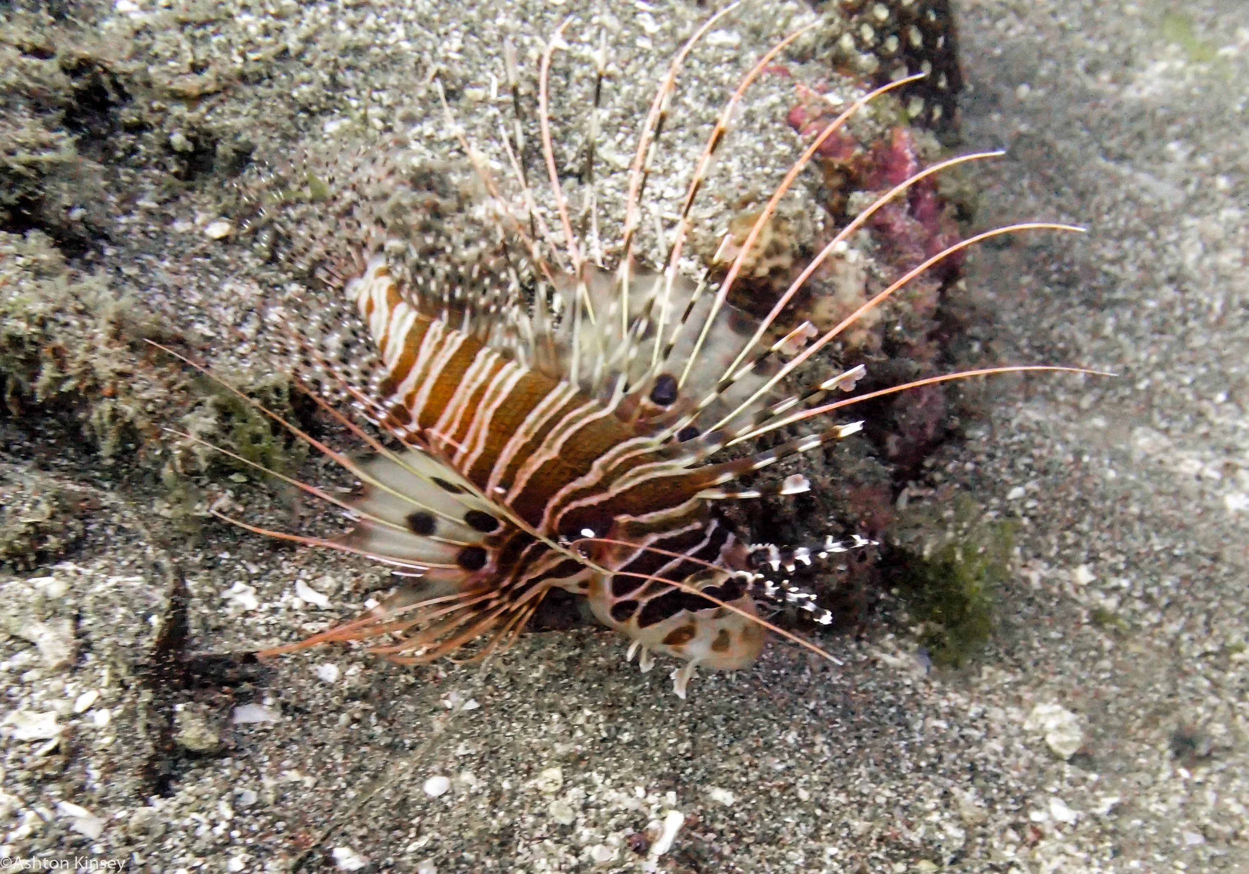 Daurin North Pterois antennata Dive 5.jpg