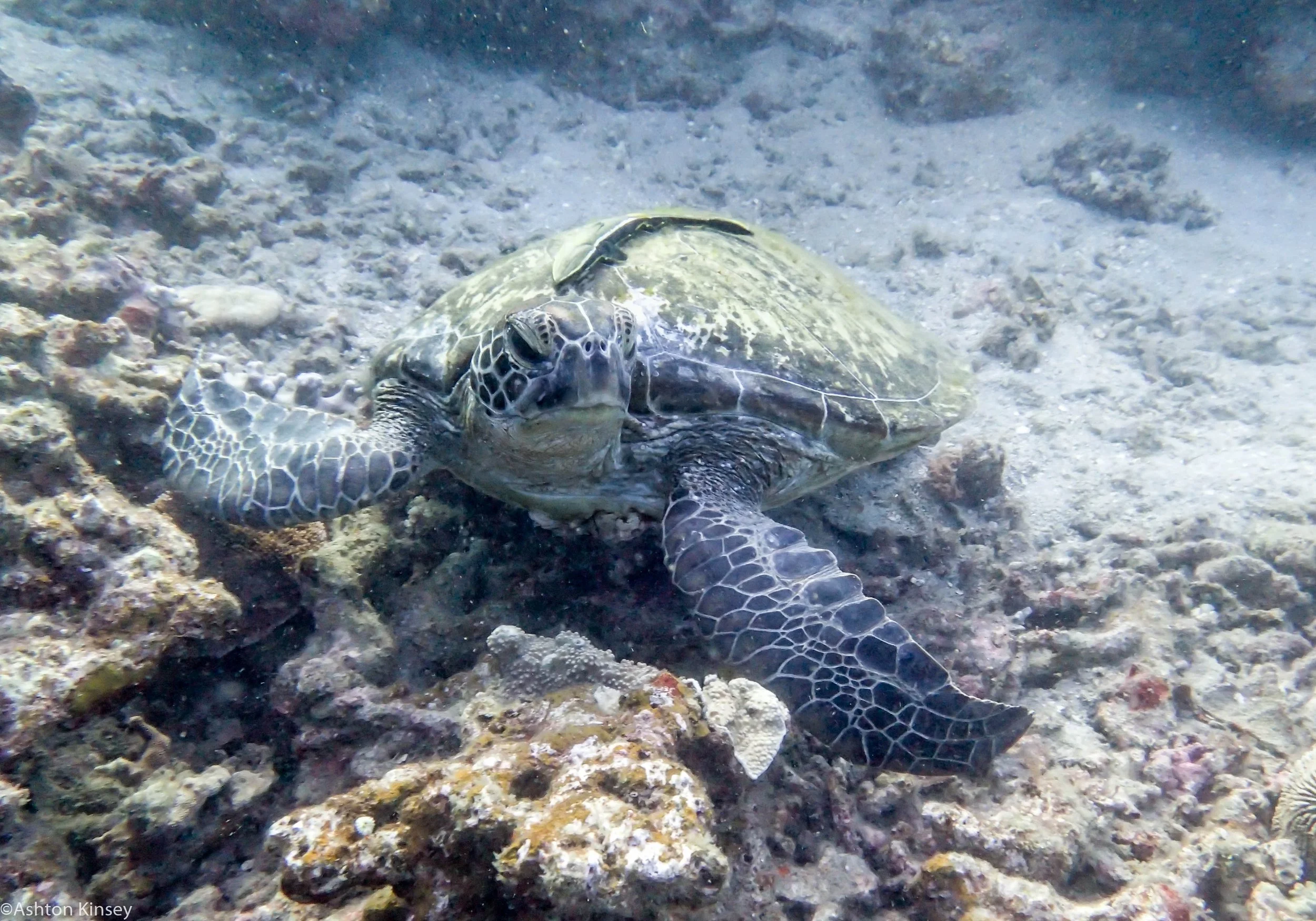 Daurin North Zippy Dive 5.jpg