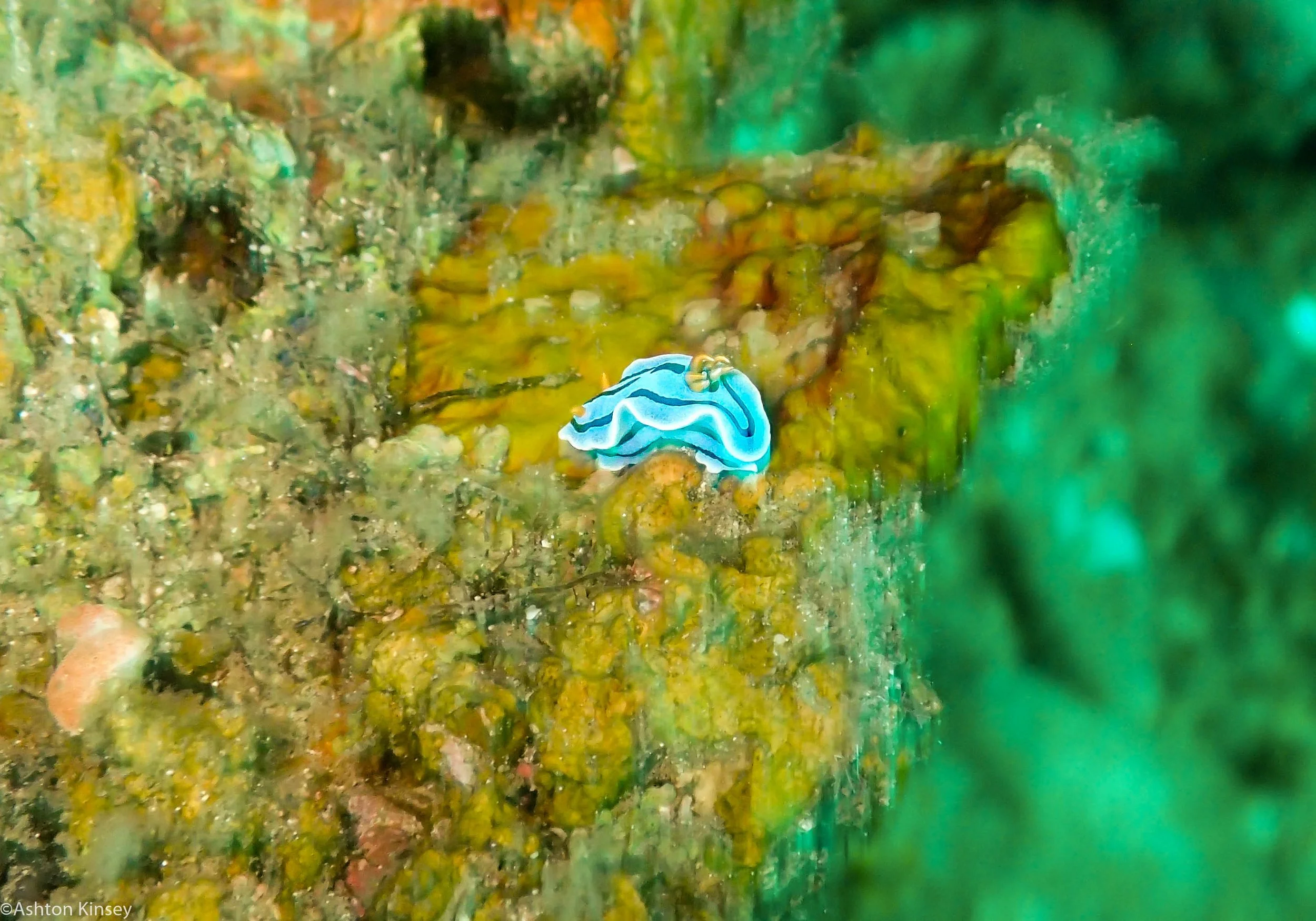 Daurin Sur Chromodoris lochi Dive 4.jpg