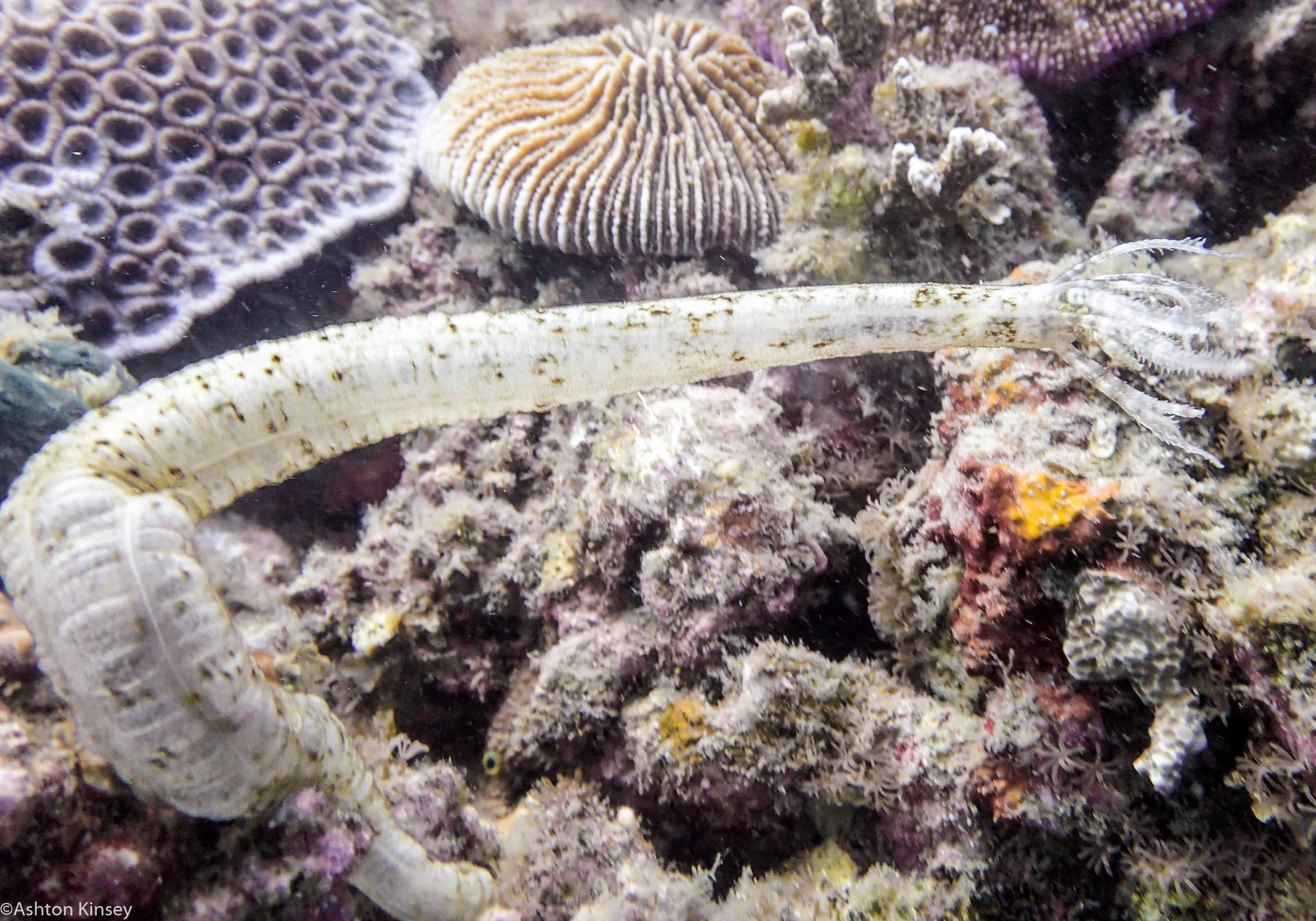 Daurin Sur Medusea Worm Dive 4.jpg