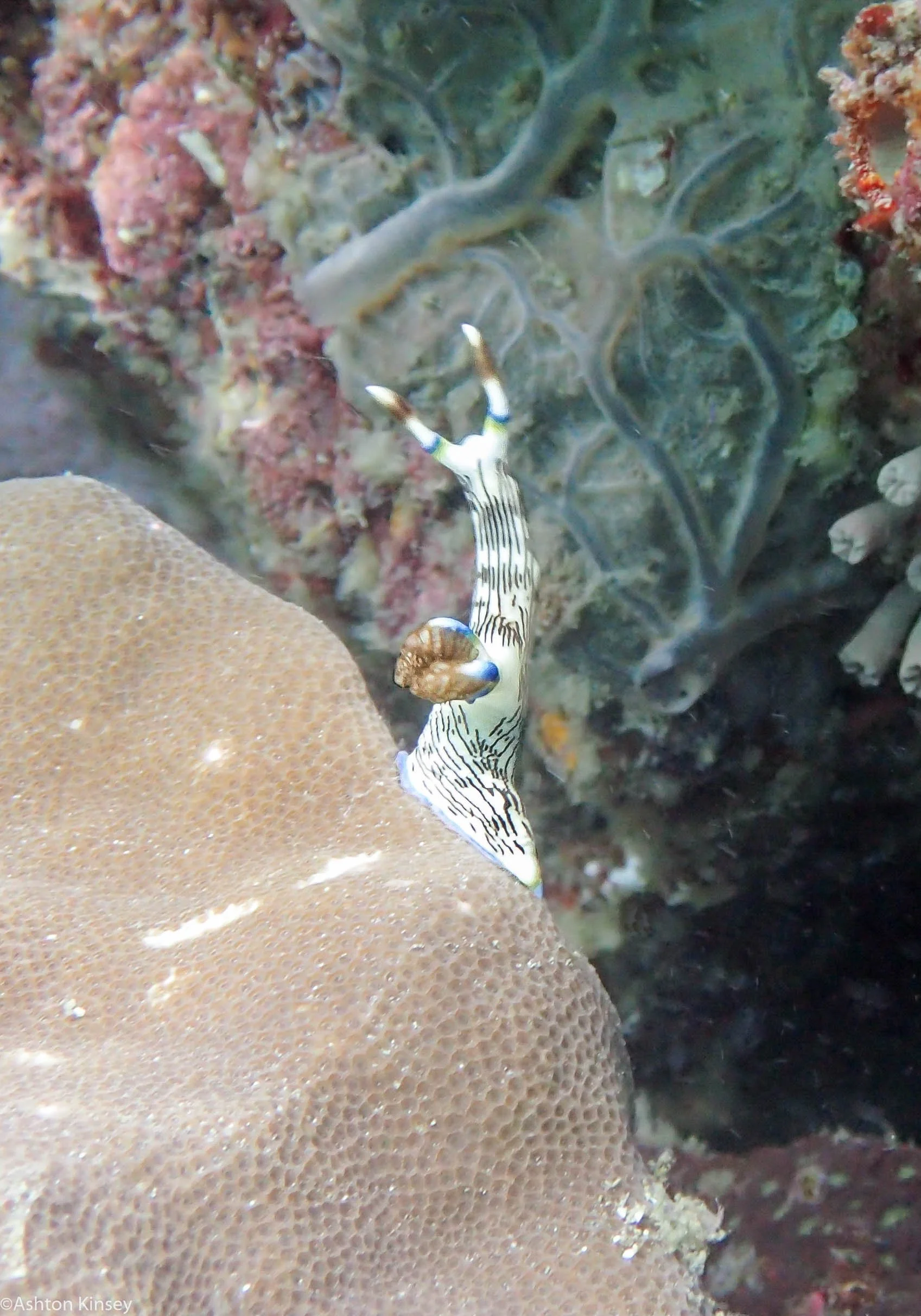 Daurin Sur Nembrotha lineolata Dive 4.jpg