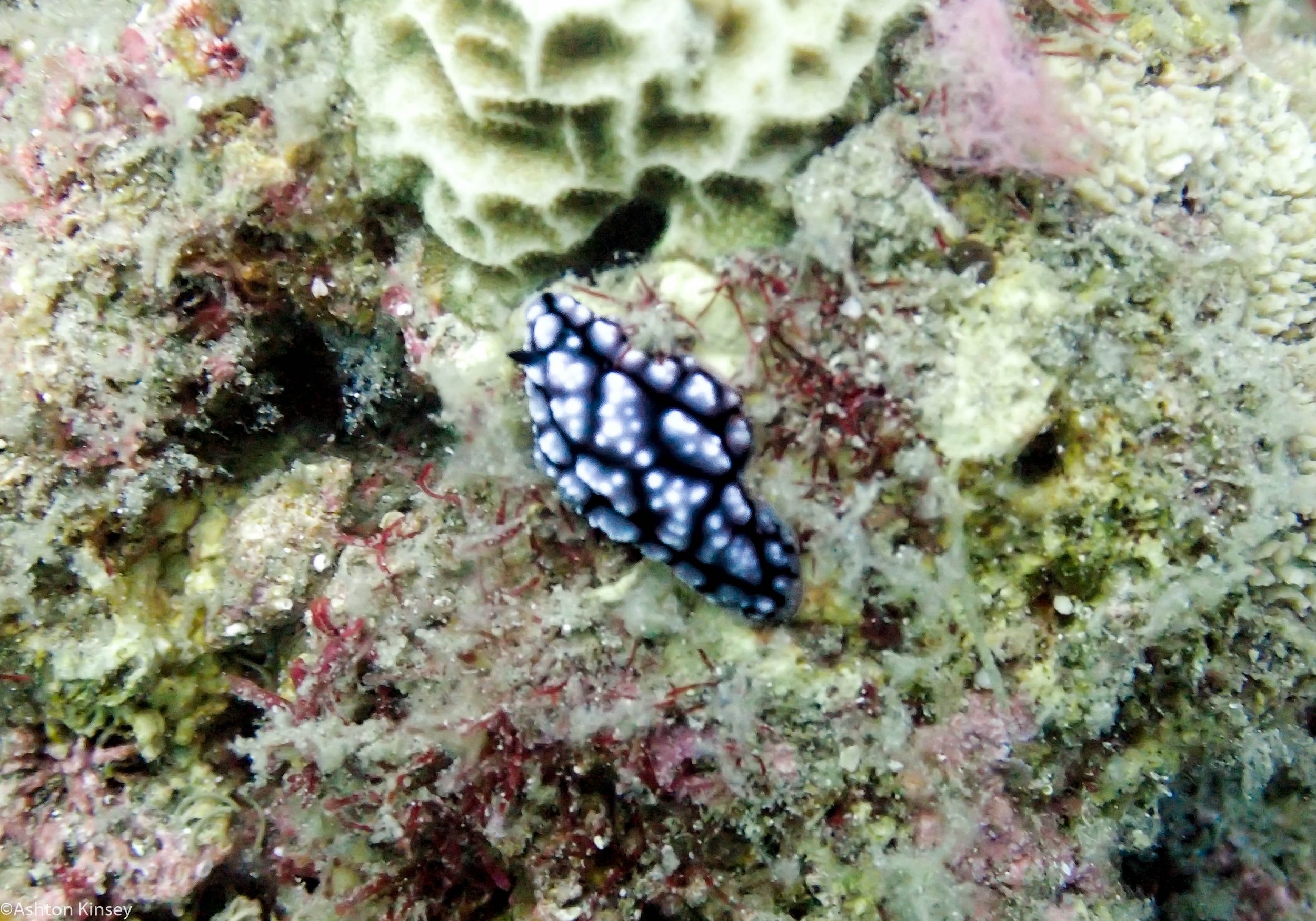 Daurin Sur Phyllidiella pustulosa Dive 4.jpg
