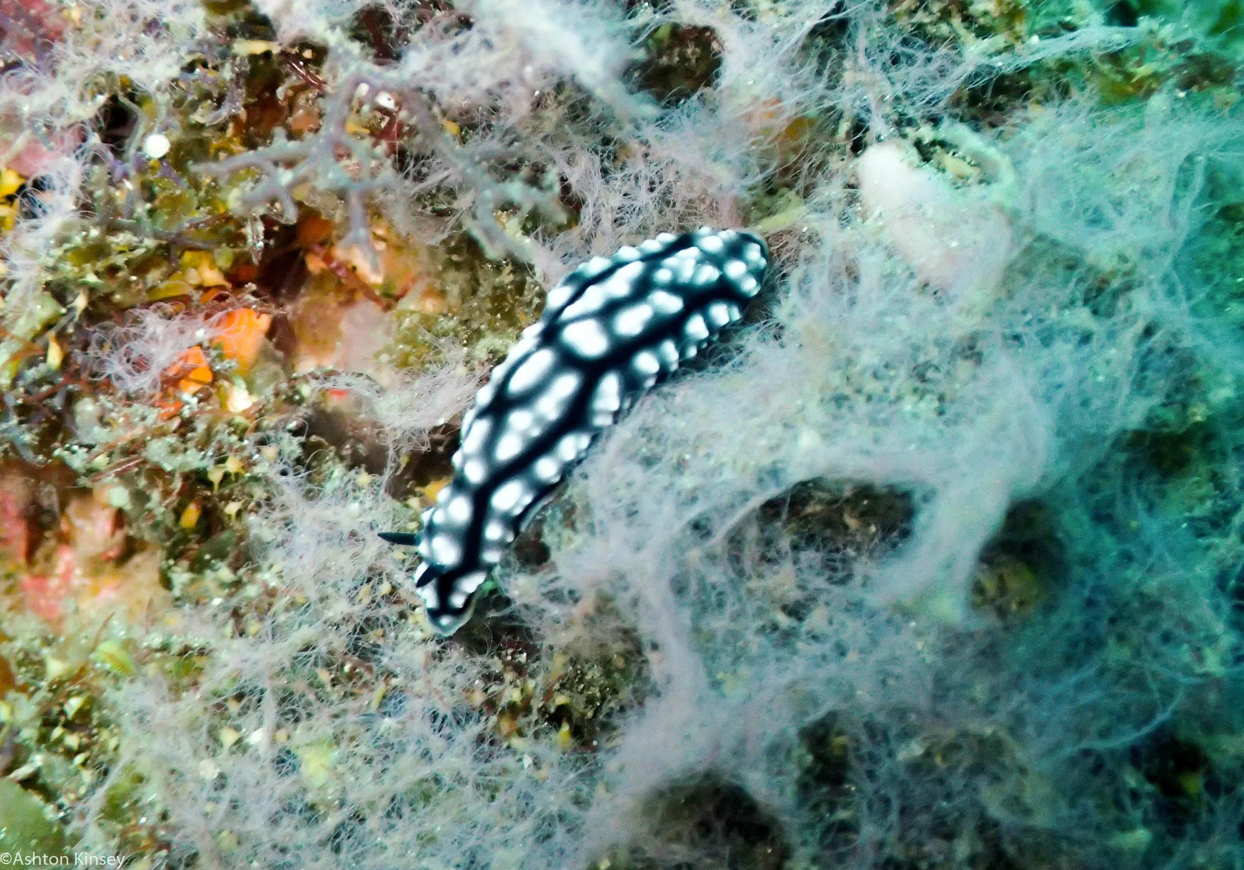 Daurin Sur Phyllidiella pustulosa Dive 4-2.jpg