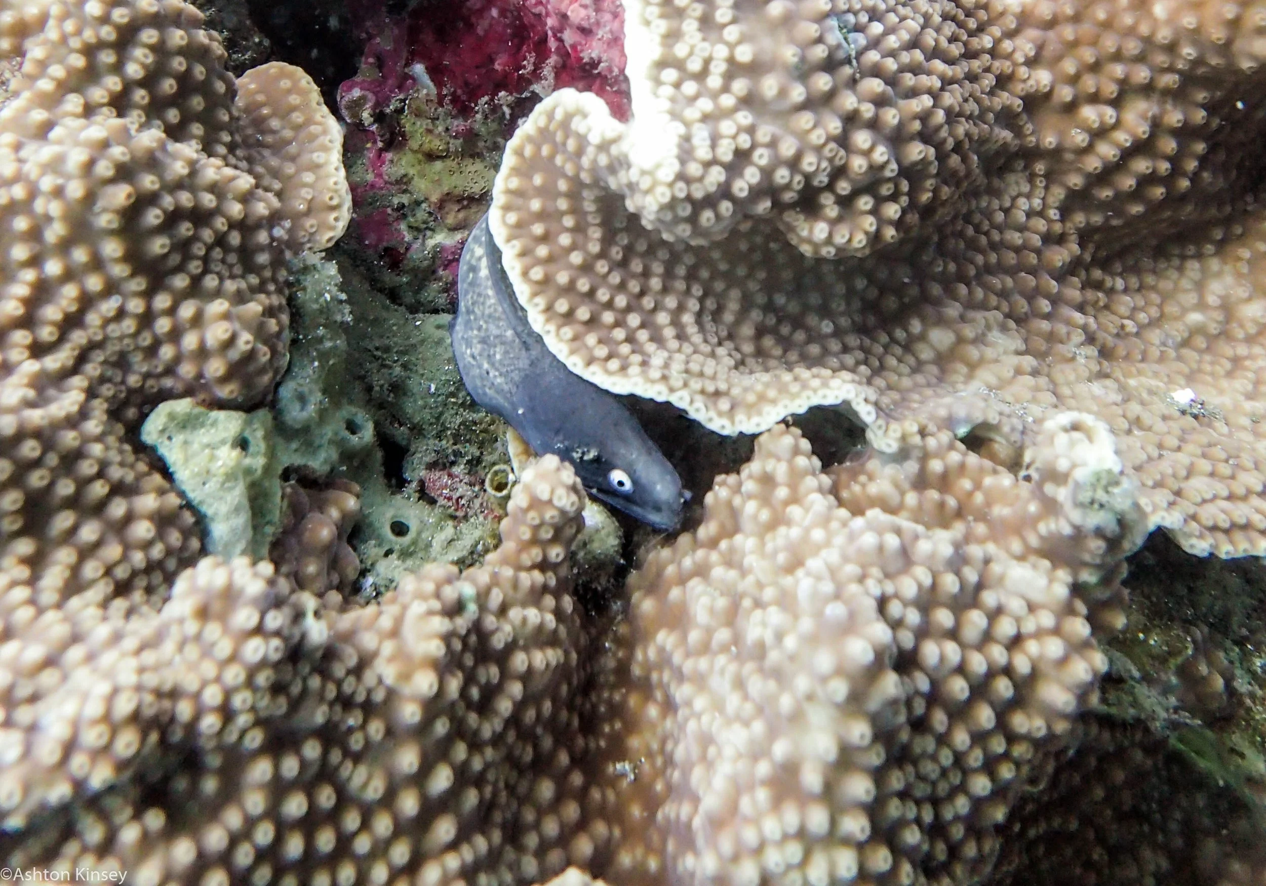 Daurin Sur White eyed eel Dive 4.jpg