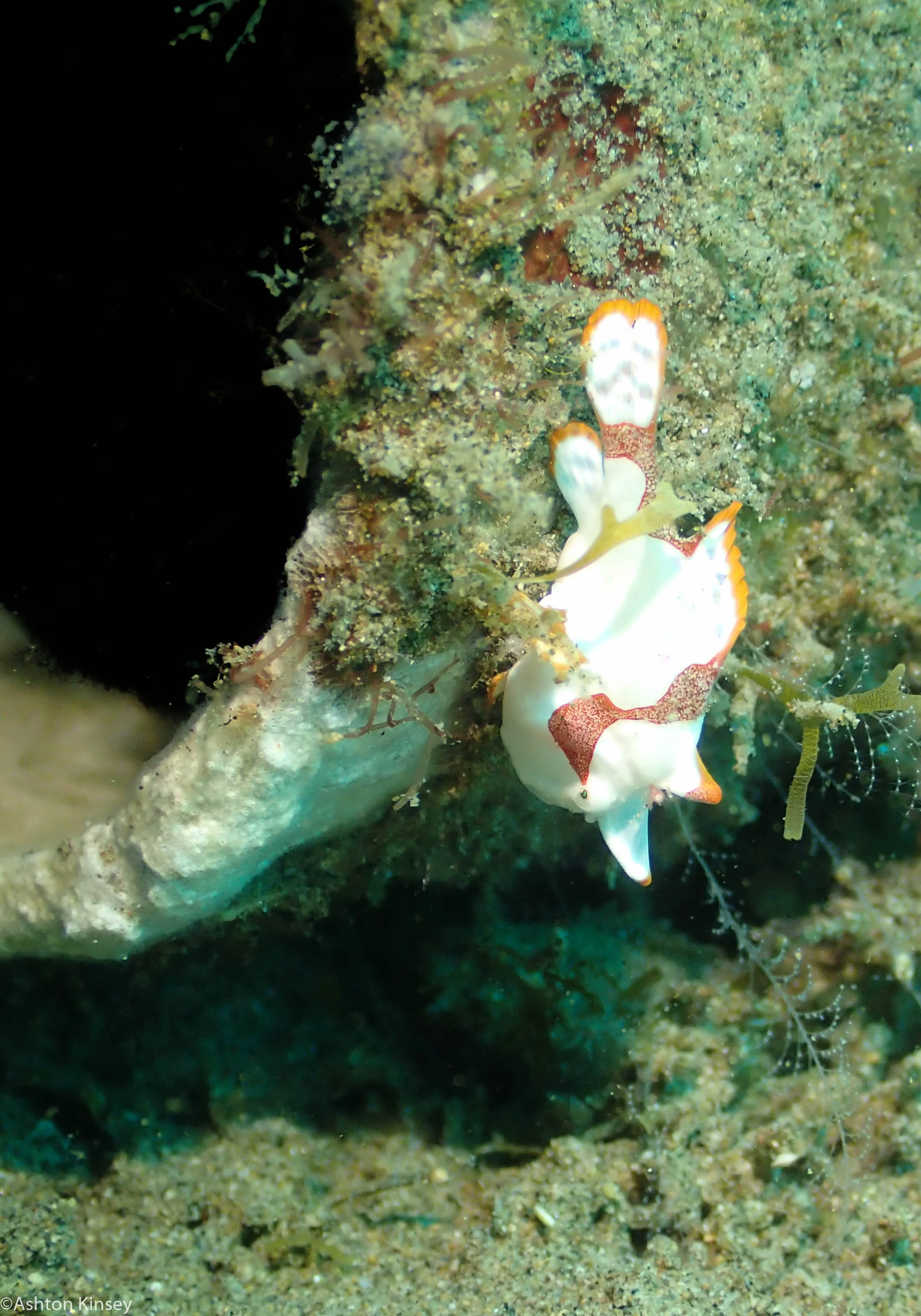 Ginama-An Clown Frogfish 22.jpg