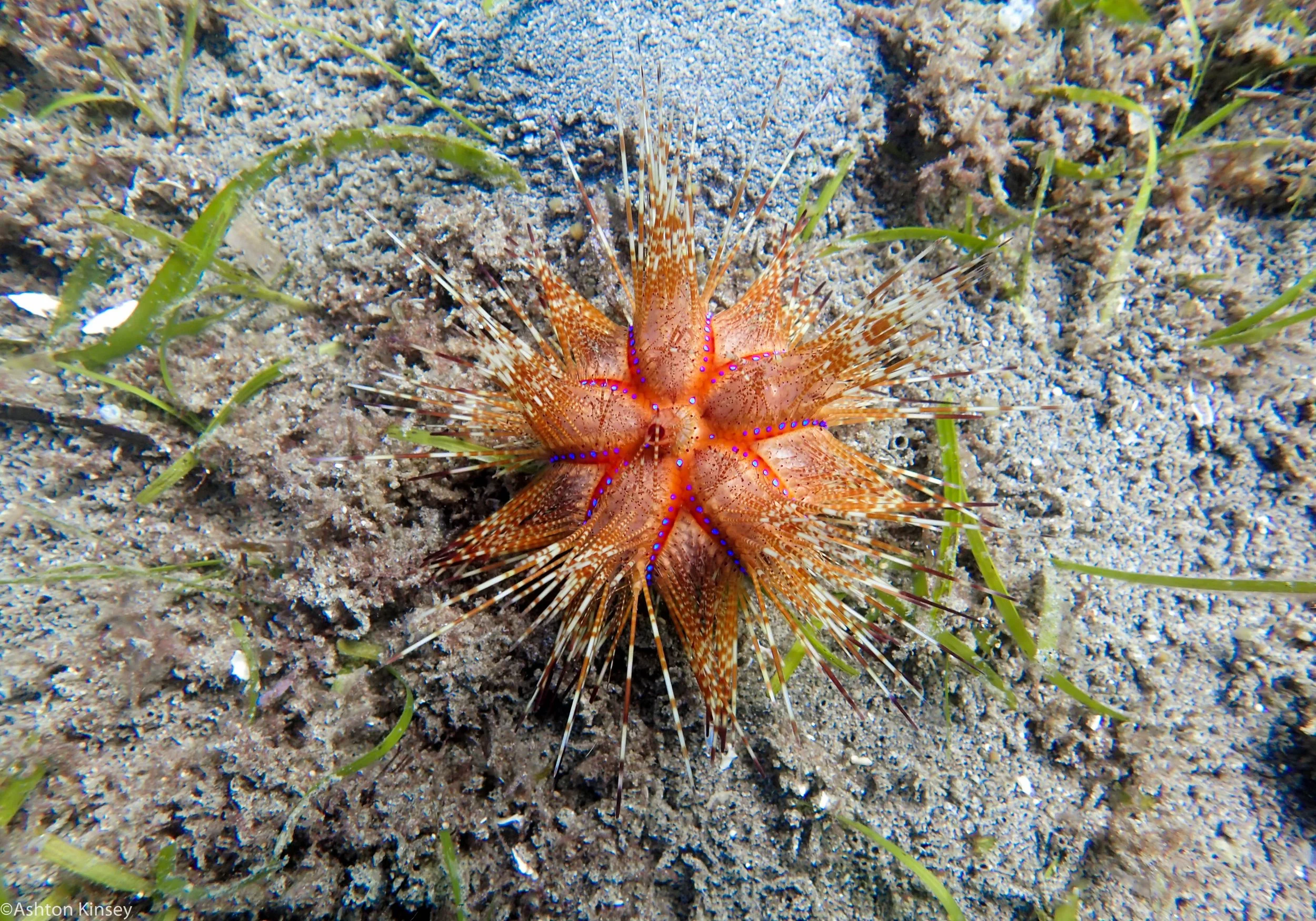 Ginama-An Fire Urchin 22.jpg