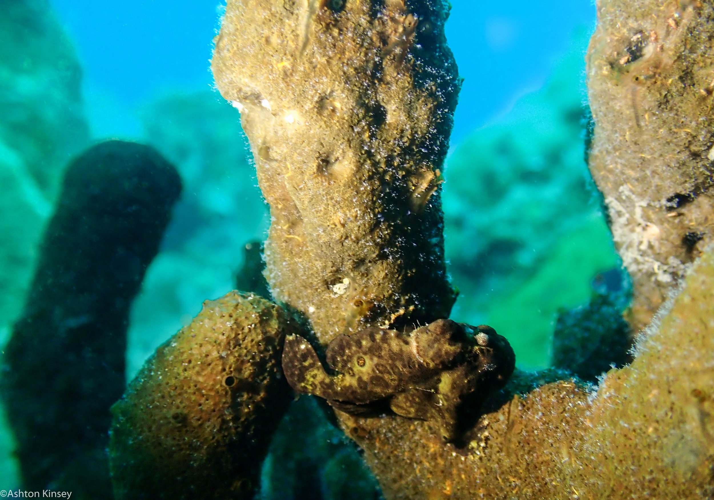 Ginama-An Frogfish 22.jpg