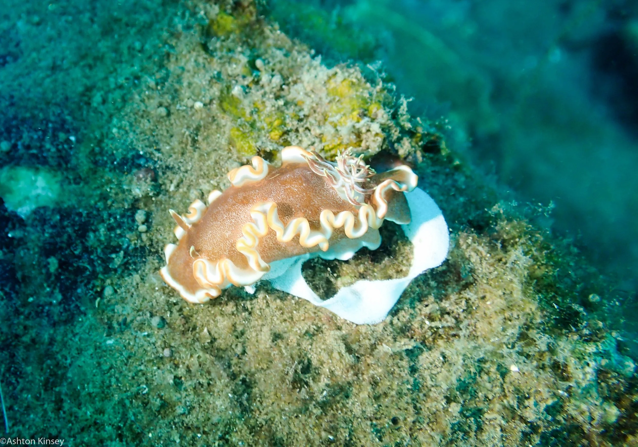 Ginama-An Glossodoris rufomarginata 22.jpg