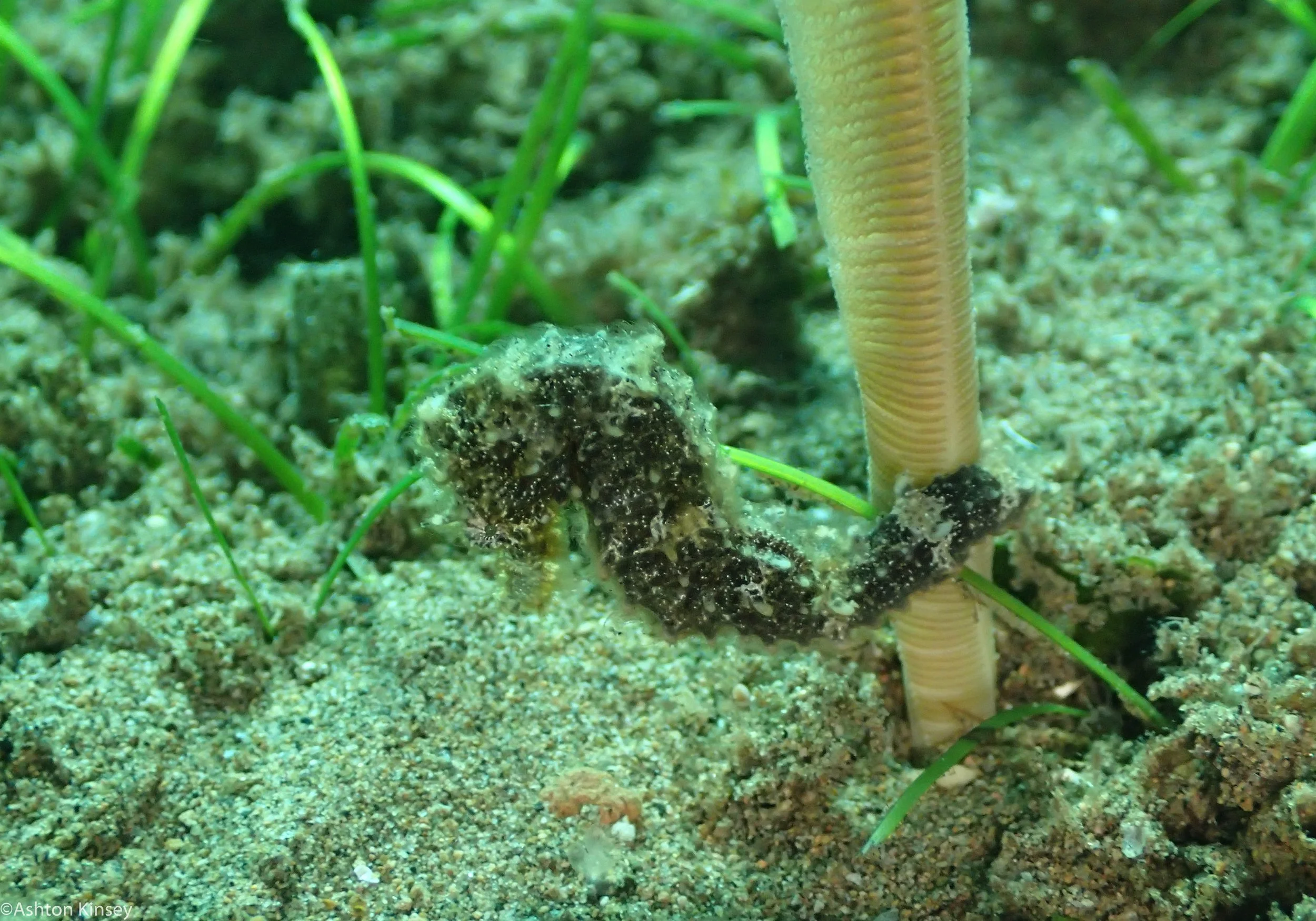 Ginama-An Seahorse 22.jpg