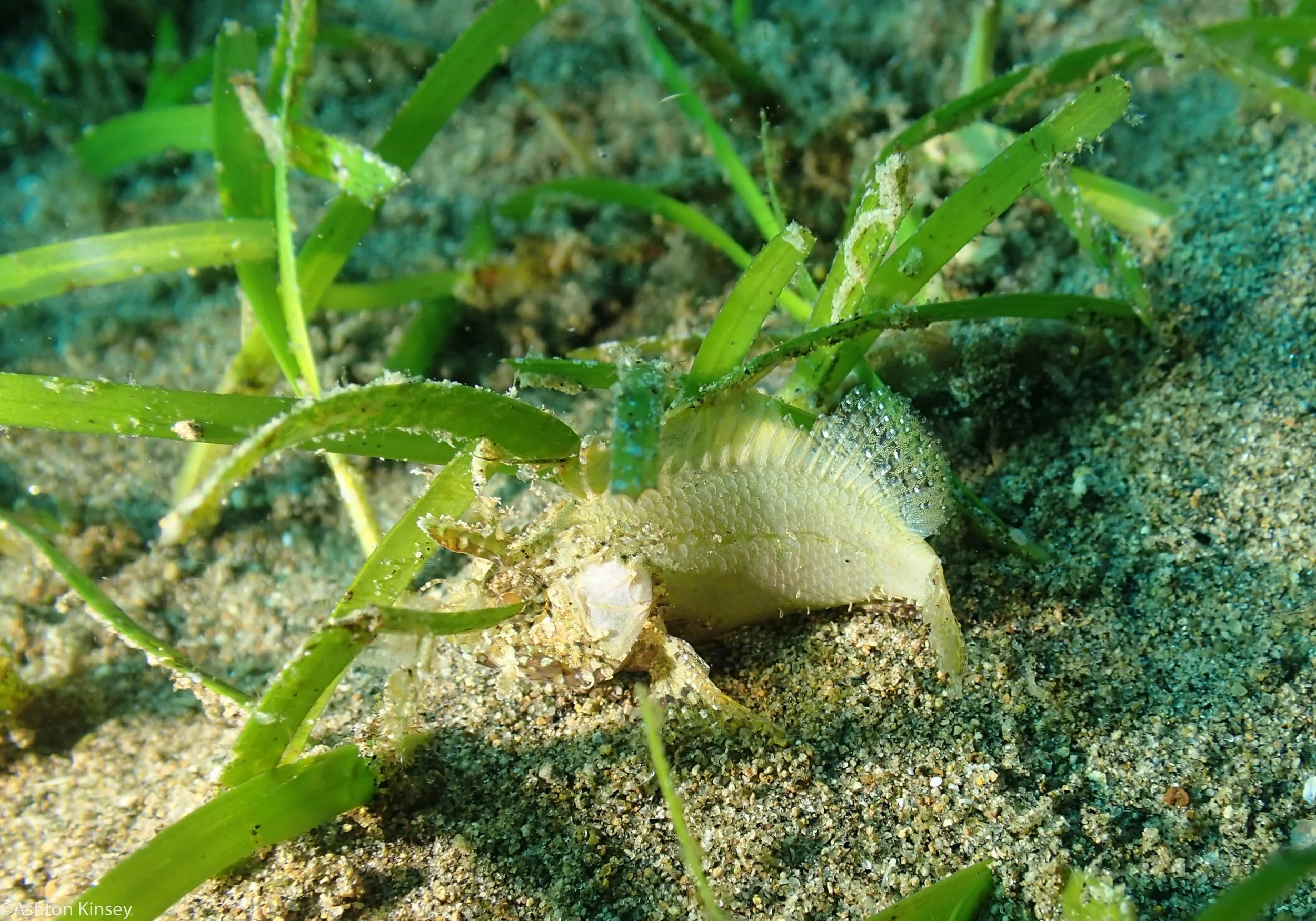 Ginama-An Waspfish 22.jpg