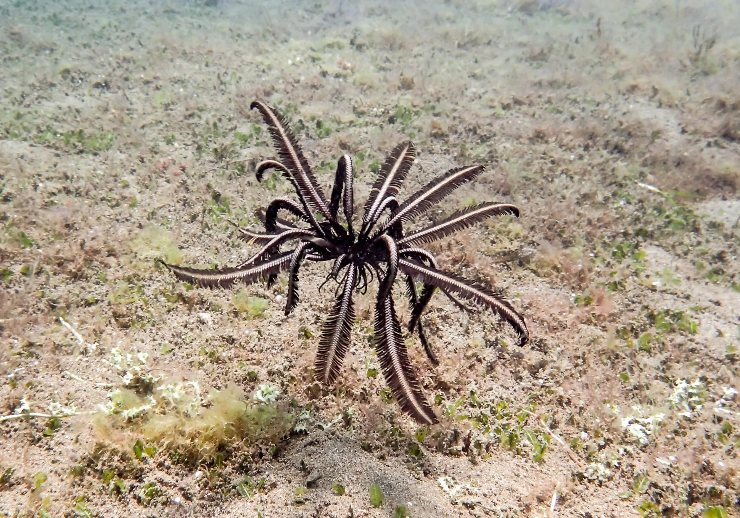 House Reef Feather Star Dive 3.jpg