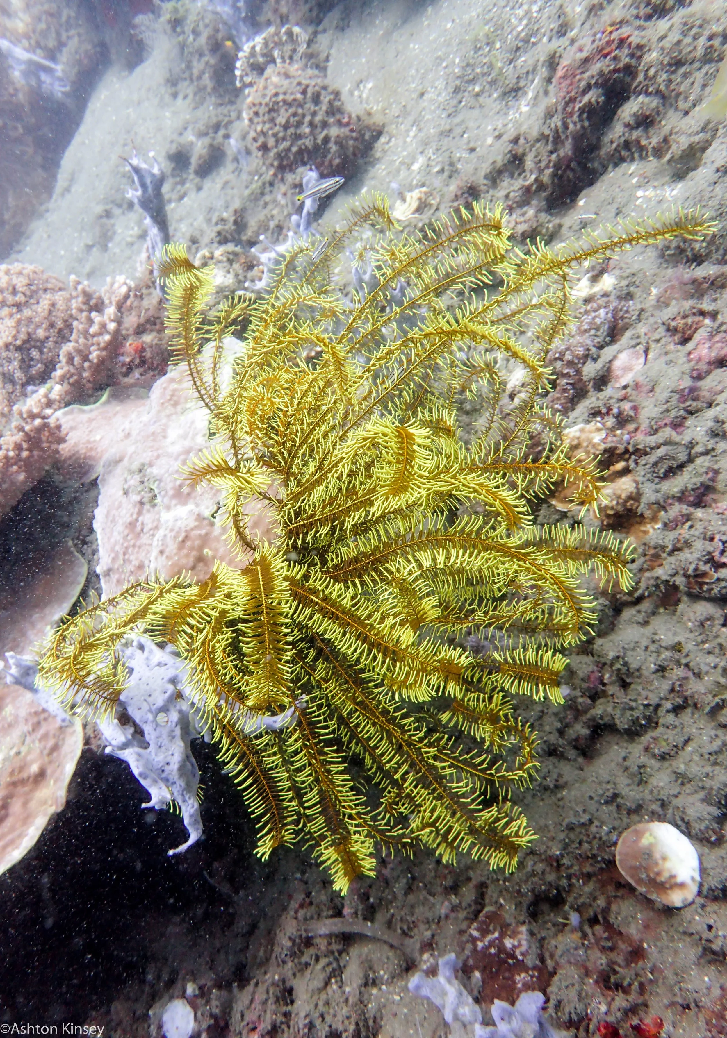 House Reef Feather Star Dive 3-2.jpg