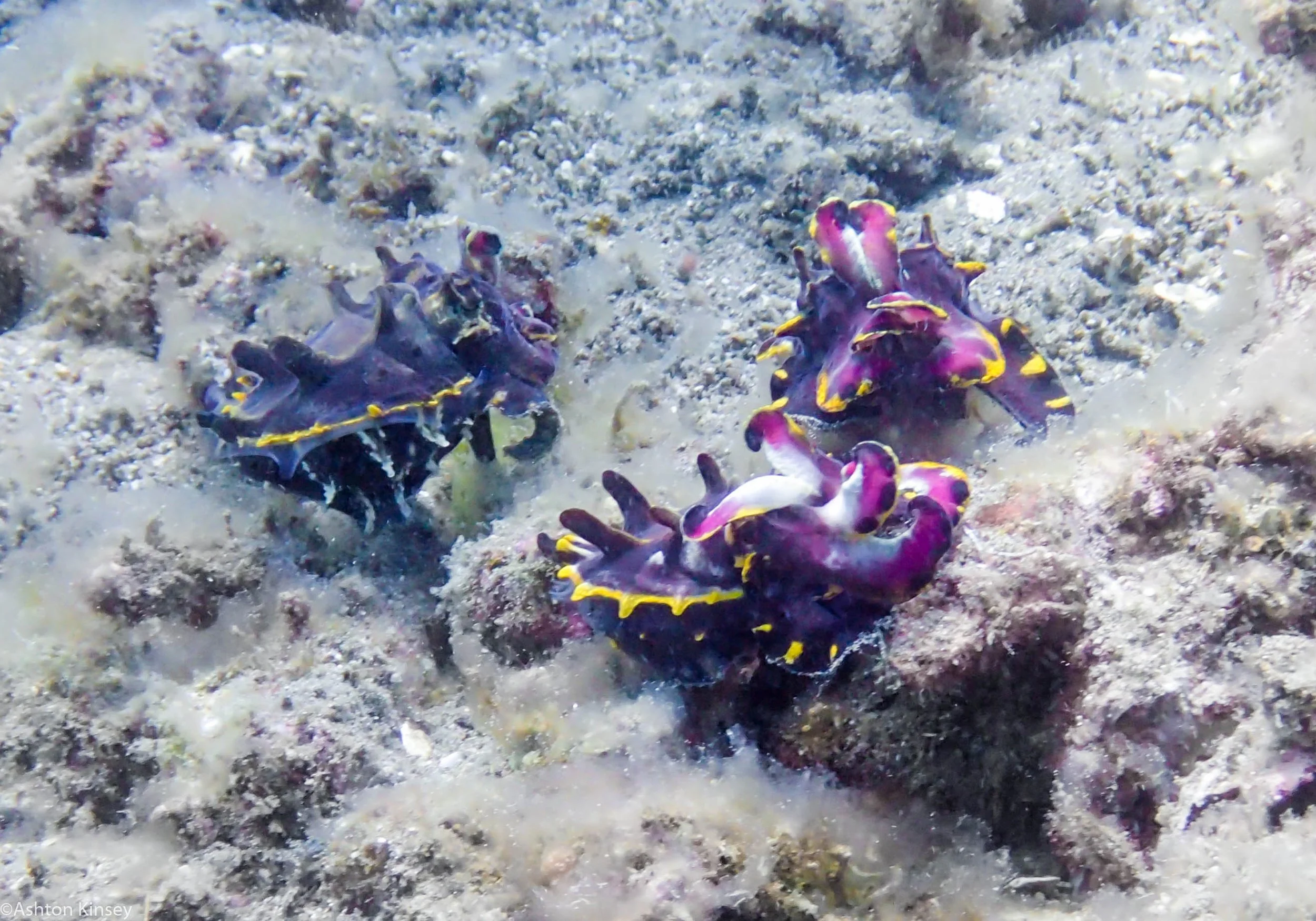 House Reef Flambouyant Dive 3.jpg