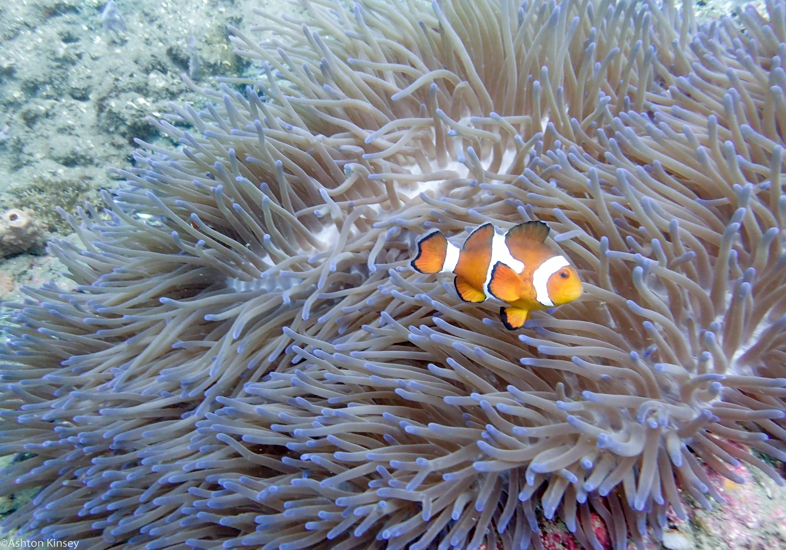 House Reef Not Nemo Dive 3.jpg