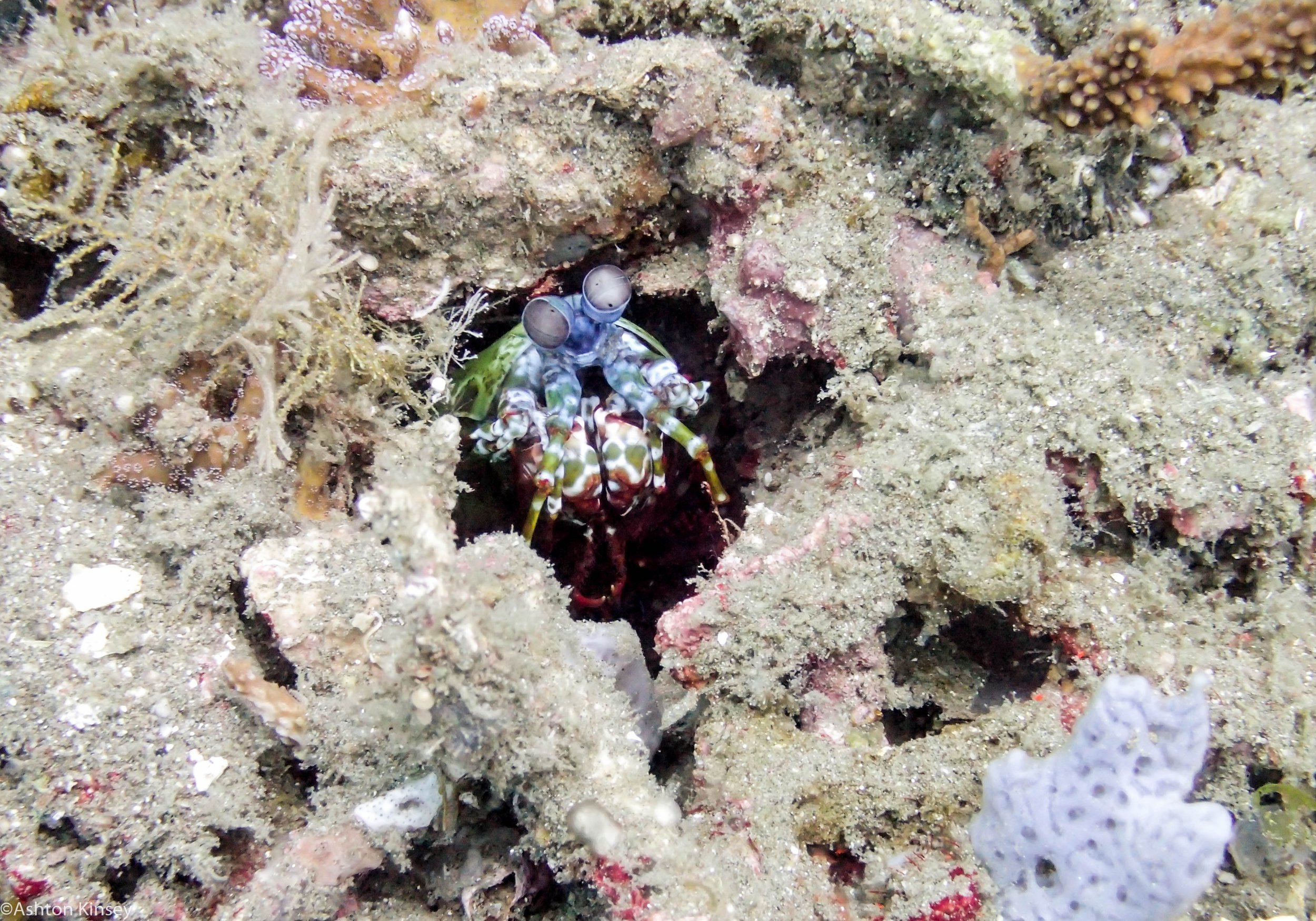 House Reef Peacock Mantis Dive 3.jpg