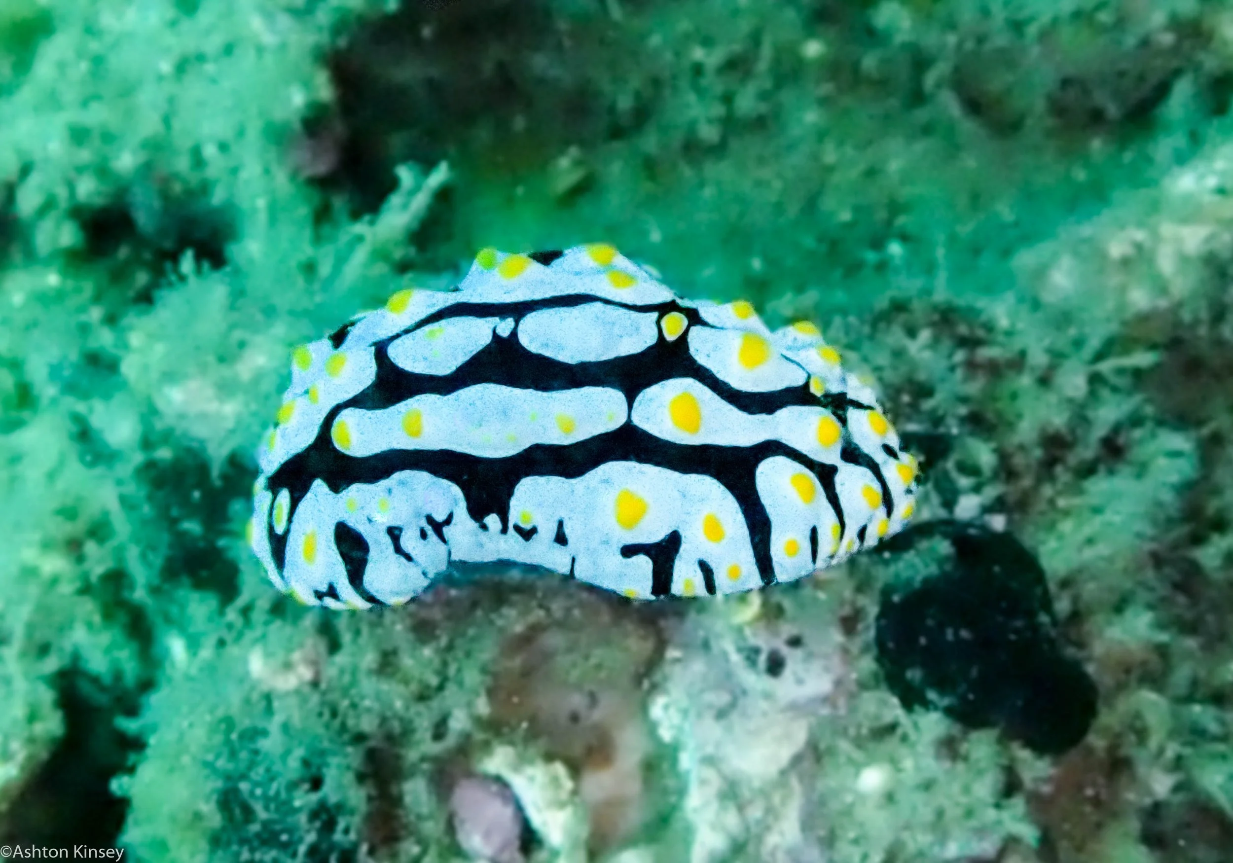 House Reef Phyllidia picta Dive 3.jpg