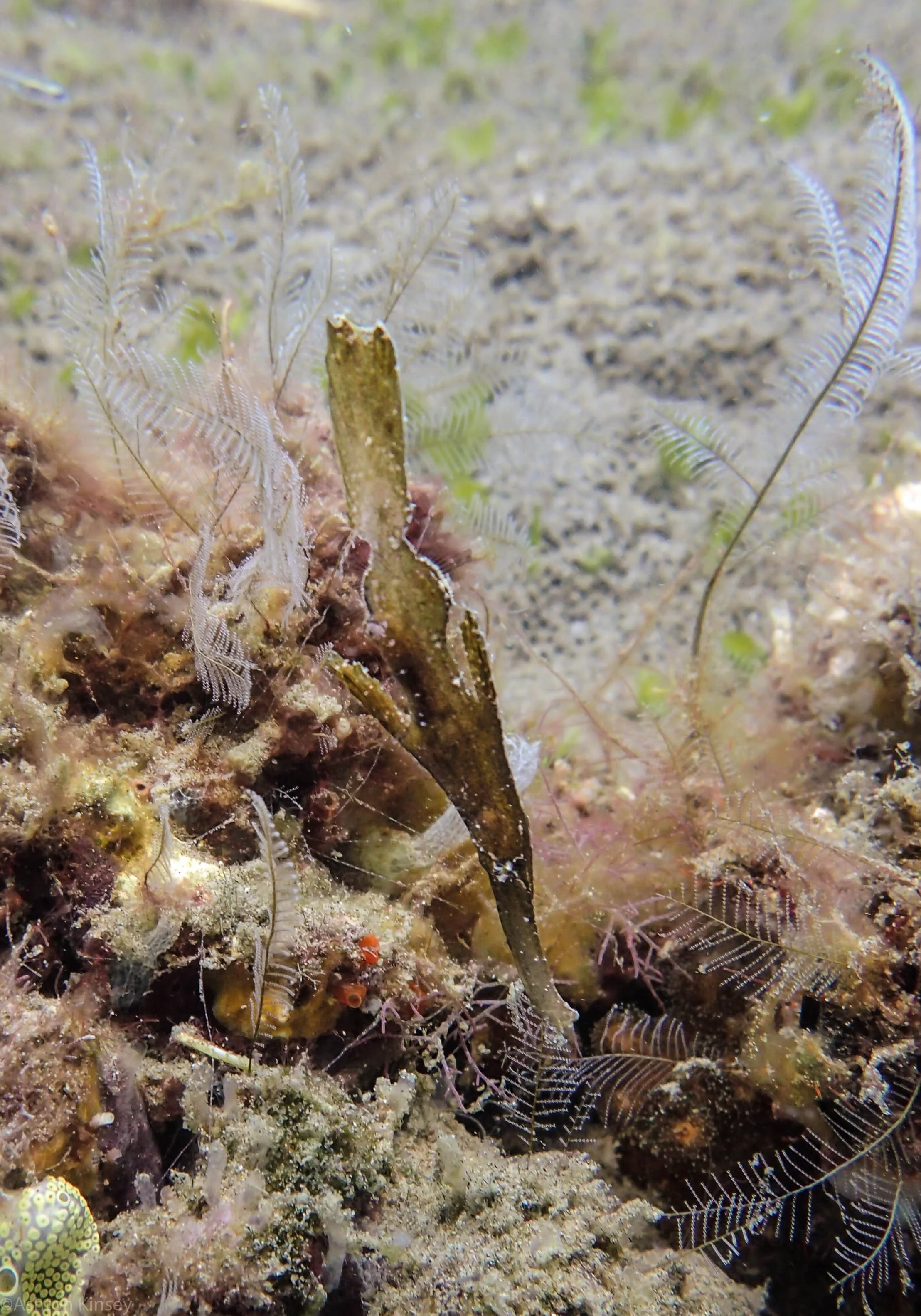 House Reef Robust Ghost Pipiefish Dive 3.jpg