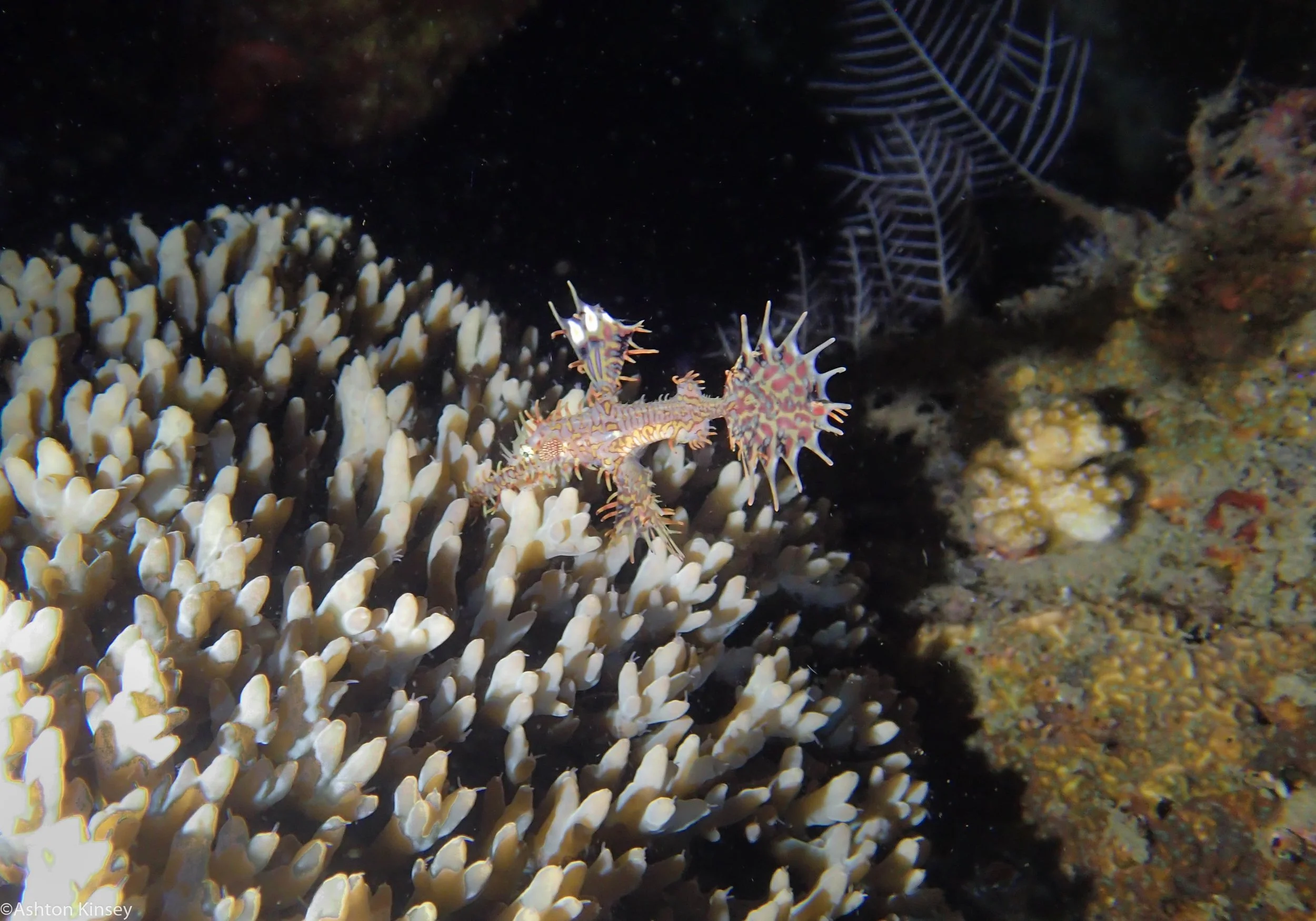 House Reef Ornate Ghost Pipefish Dive 6.jpg