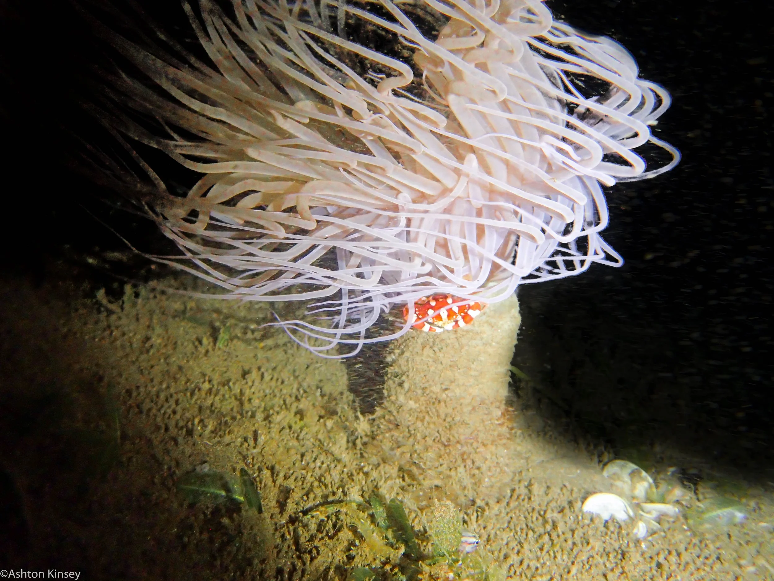 House Reef Harlequin Crab and tube nem Dive 6.jpg