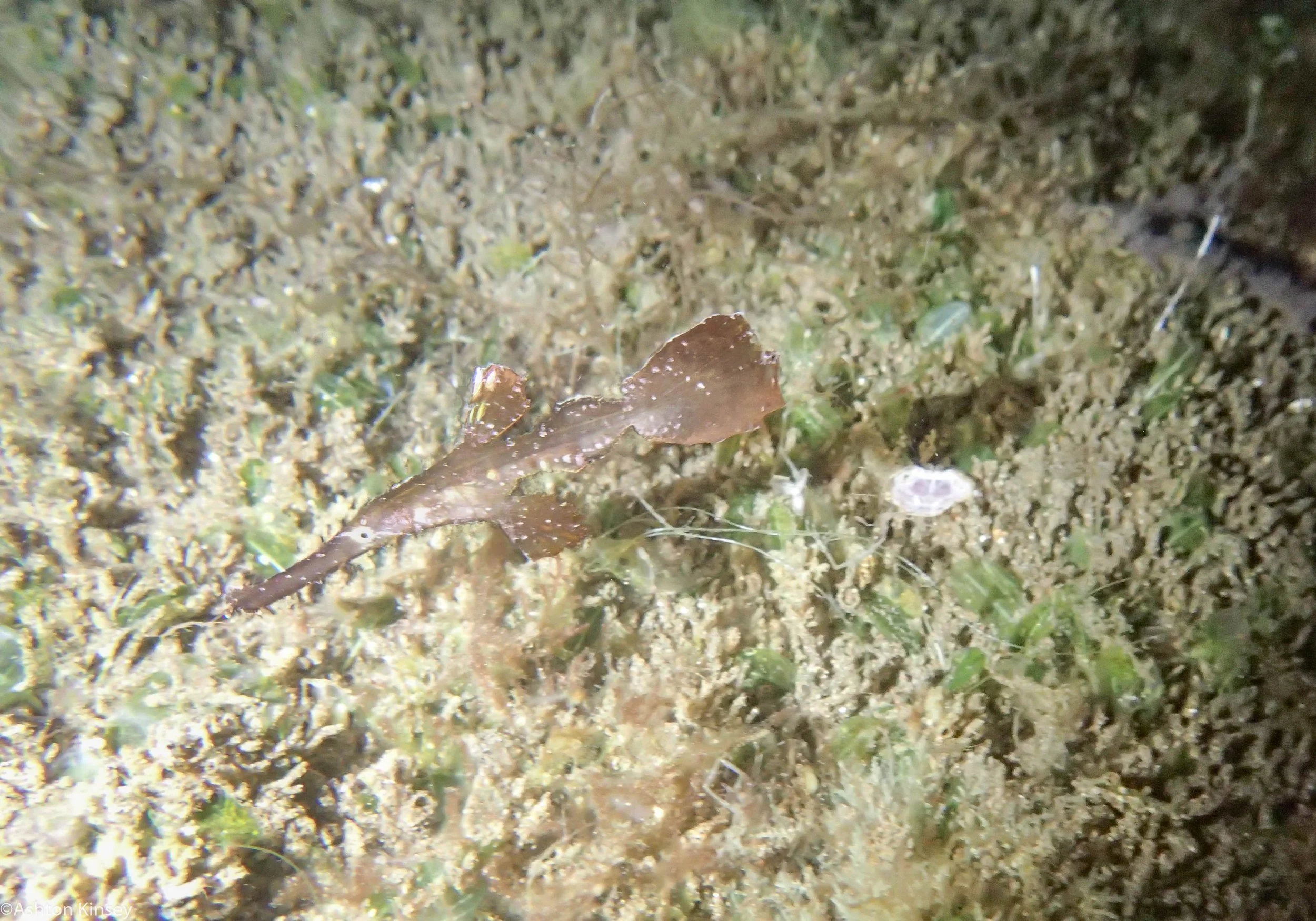 House Reef Robust Ghost Pipefish Dive 6.jpg