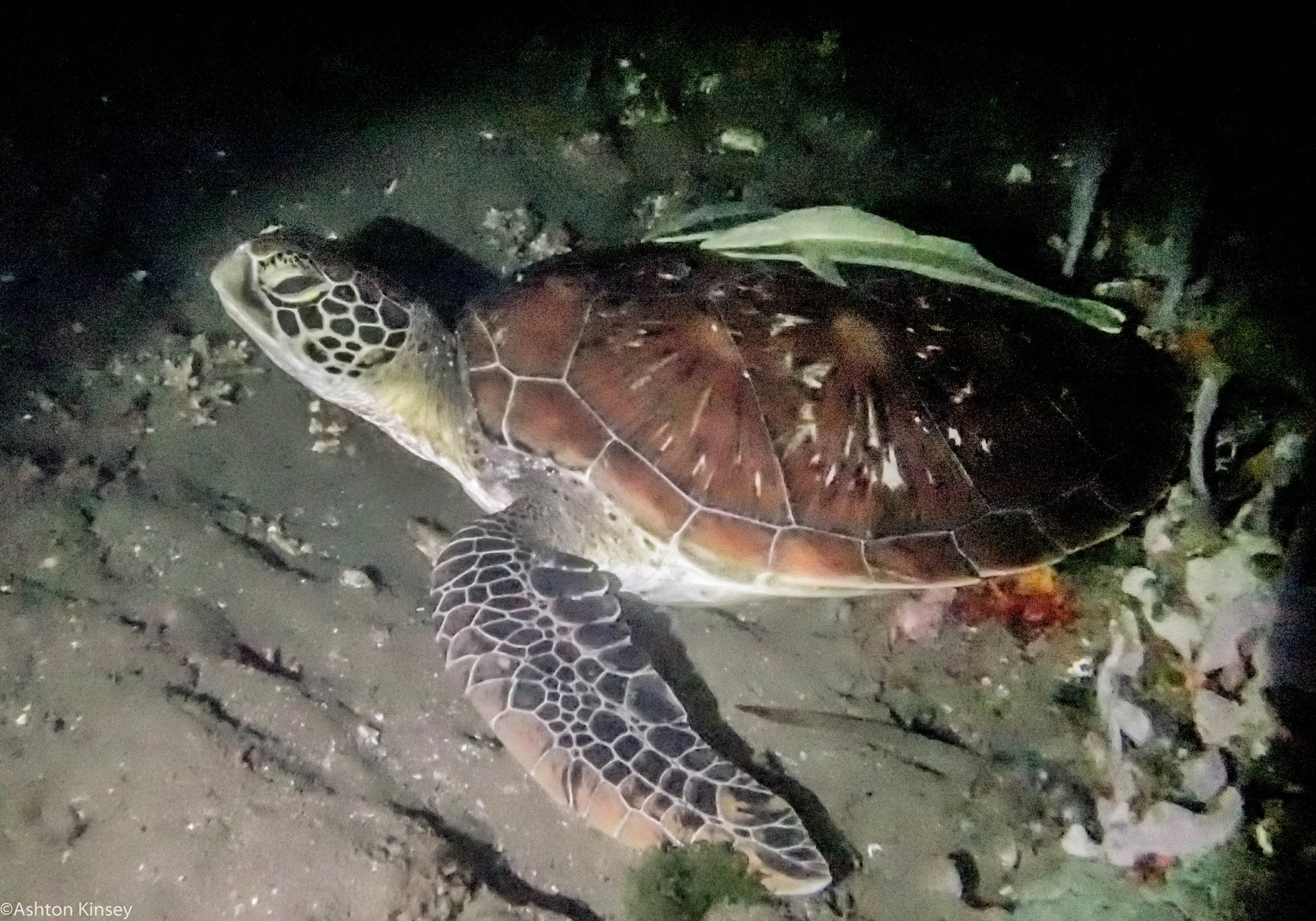 House Reef Zippy Dive 6.jpg